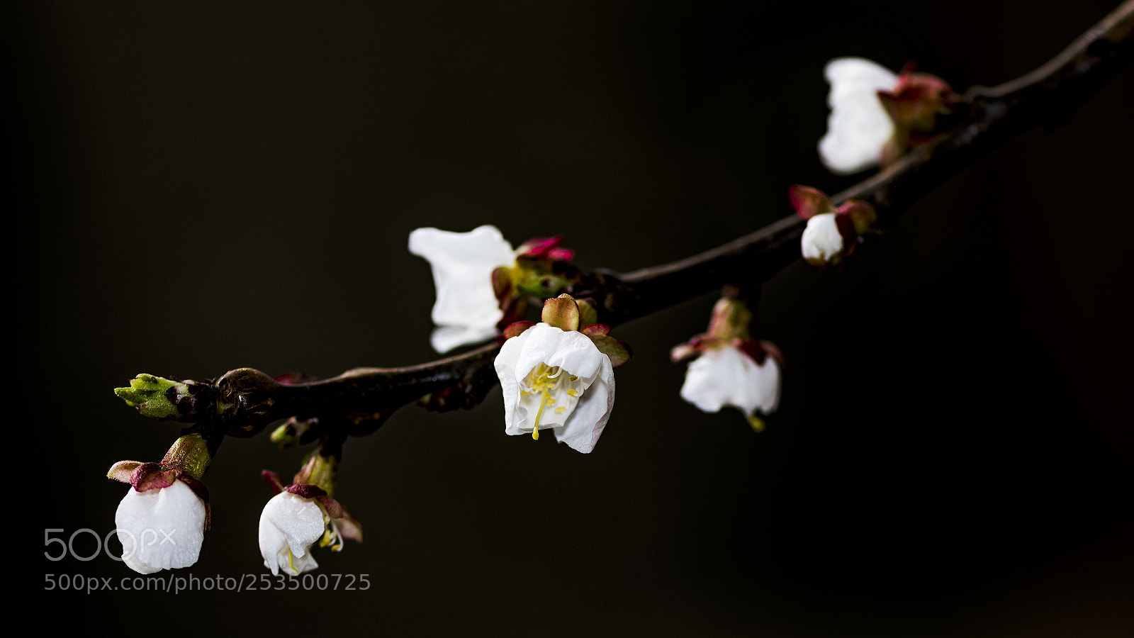 Nikon D500 sample photo. Apricot flowers photography