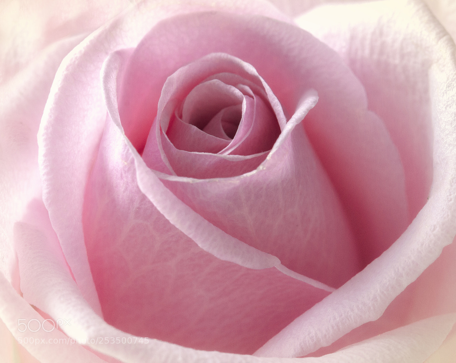 Canon EOS 60D sample photo. Macro rose photography