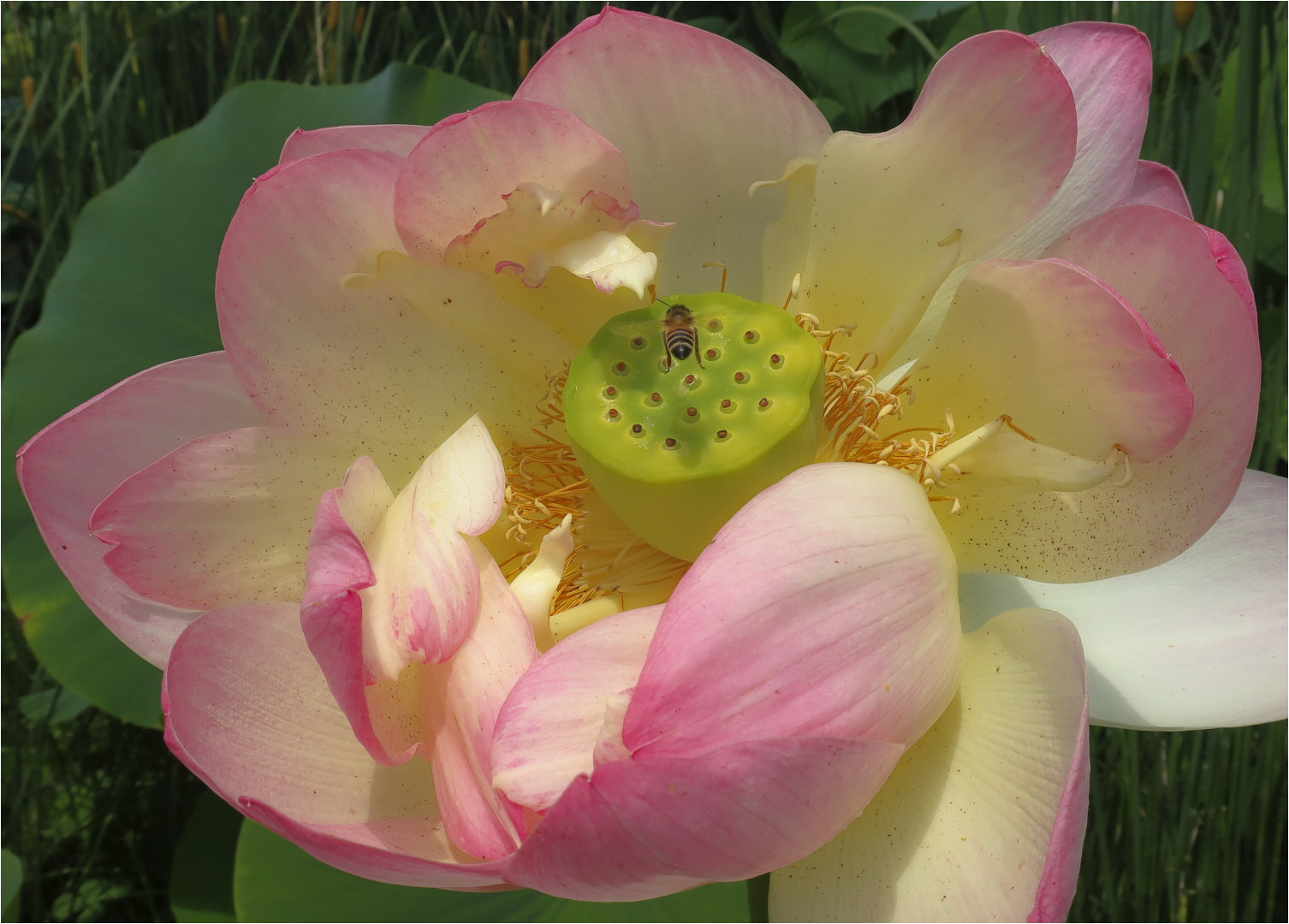 Canon PowerShot G9 X Mark II sample photo. Lotus water lily. photography
