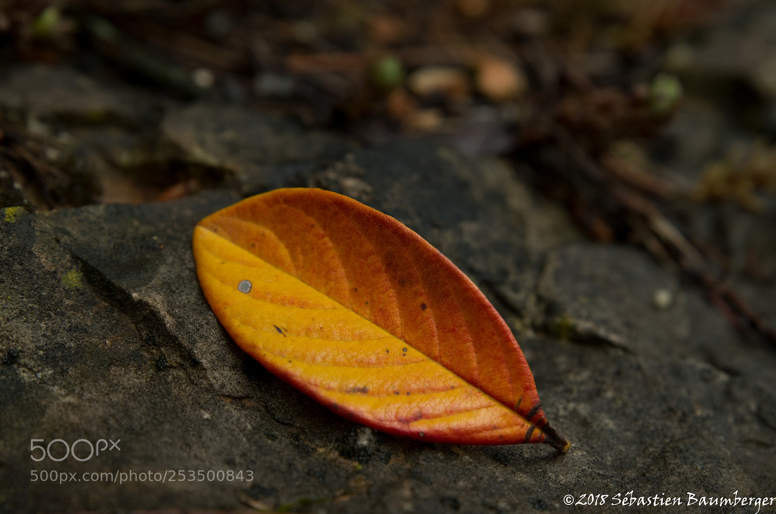 Pentax K-30 sample photo. Feuille photography