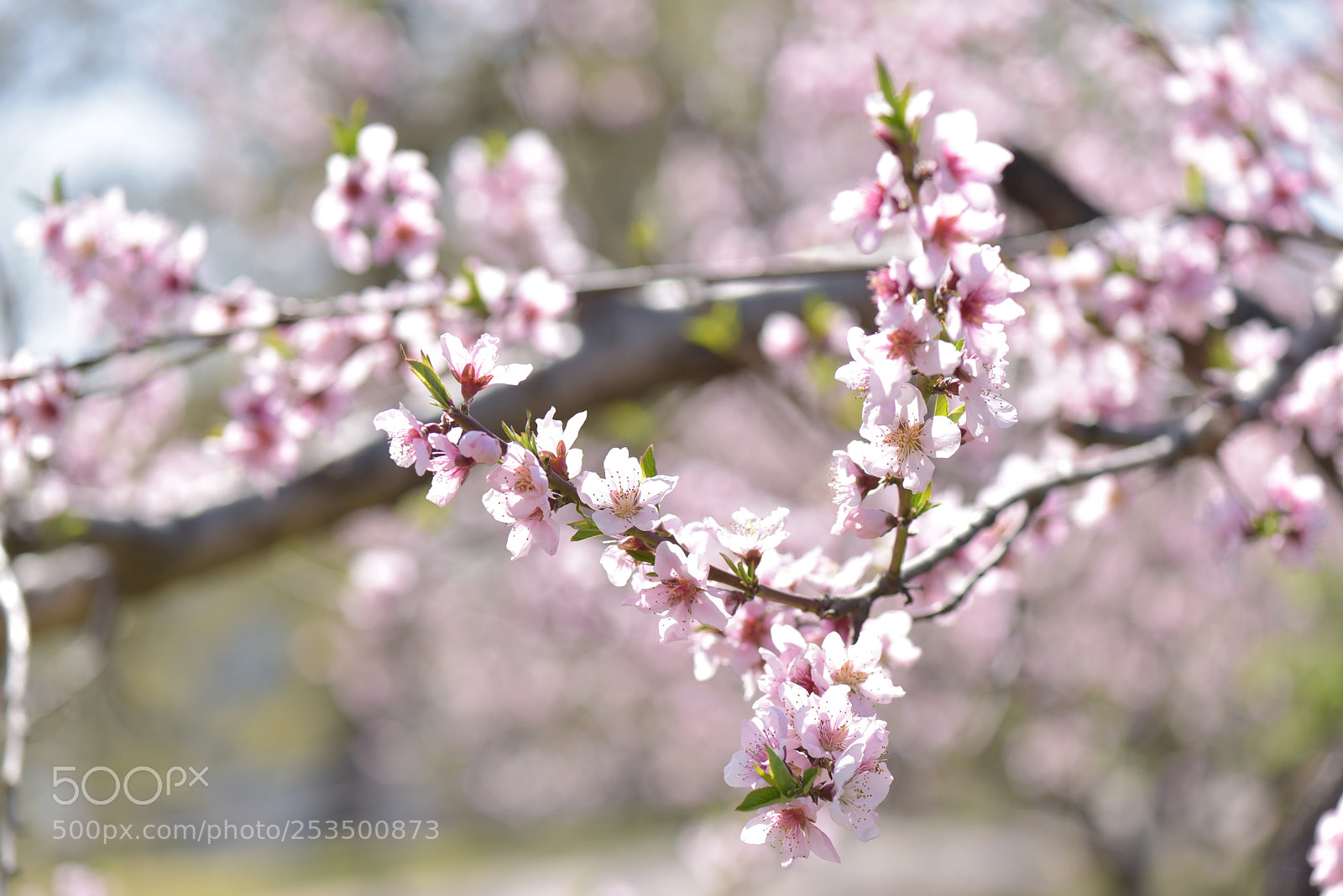 Nikon D810 sample photo. Untitled photography