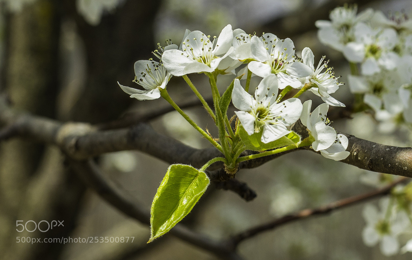 Canon EOS 5D Mark IV sample photo. Spring blossom photography