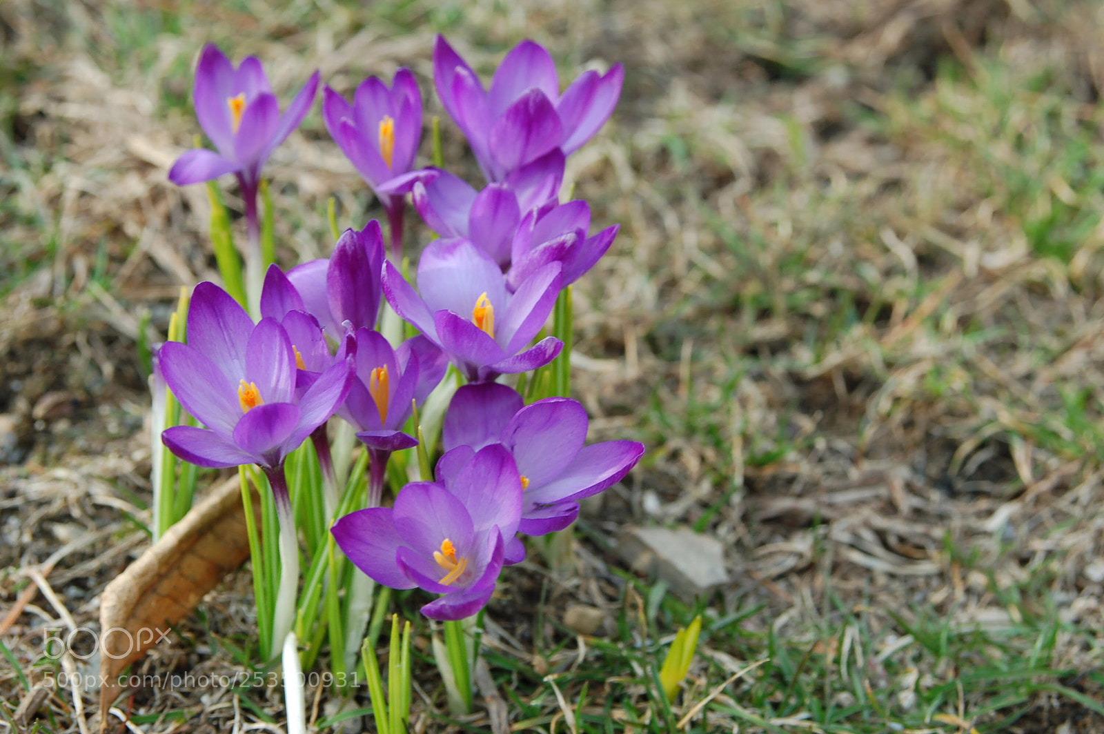 Nikon D50 sample photo. The purple of spring photography