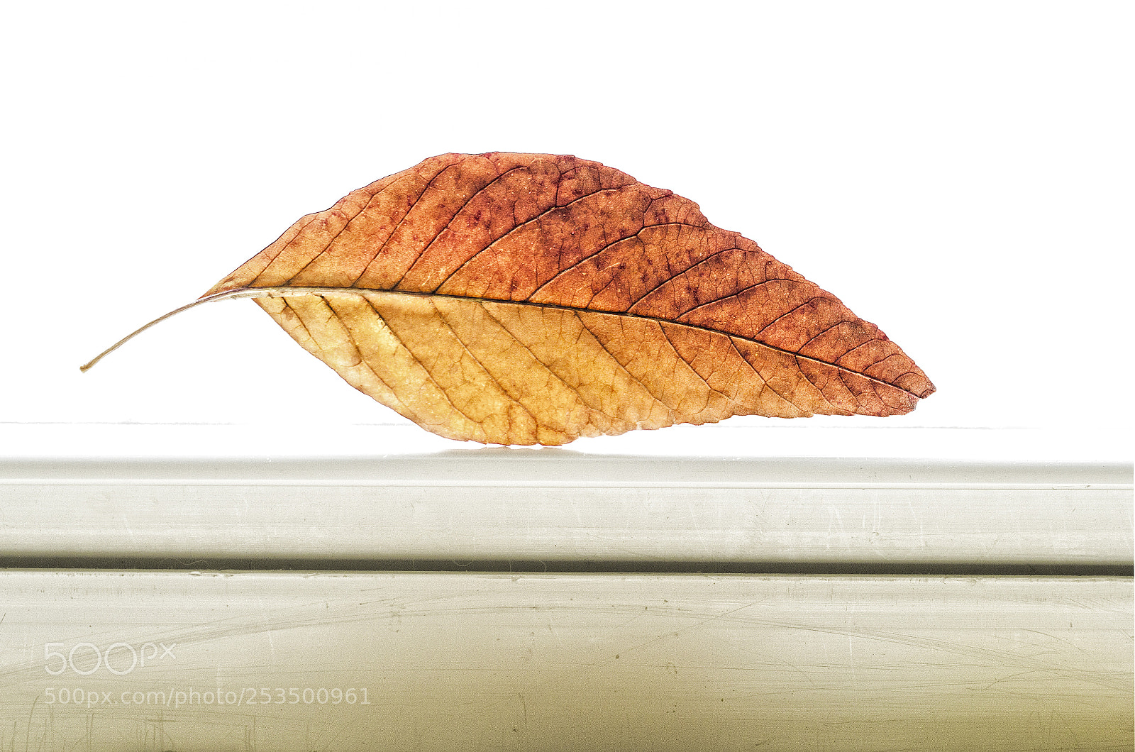 Canon EOS 60D sample photo. Leaf of solitude photography