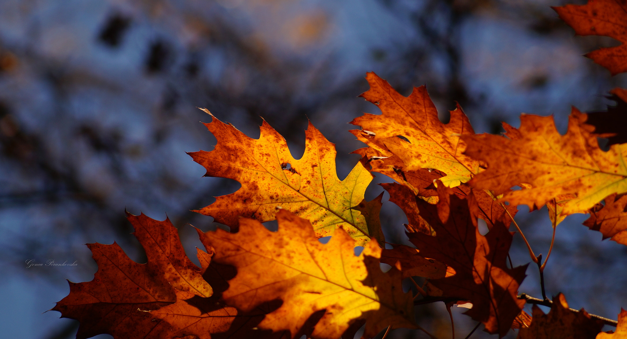 Sony SLT-A58 sample photo. Lights and shadows photography