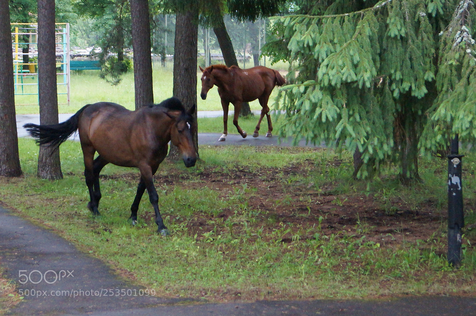 Sony SLT-A57 sample photo. Untitled photography