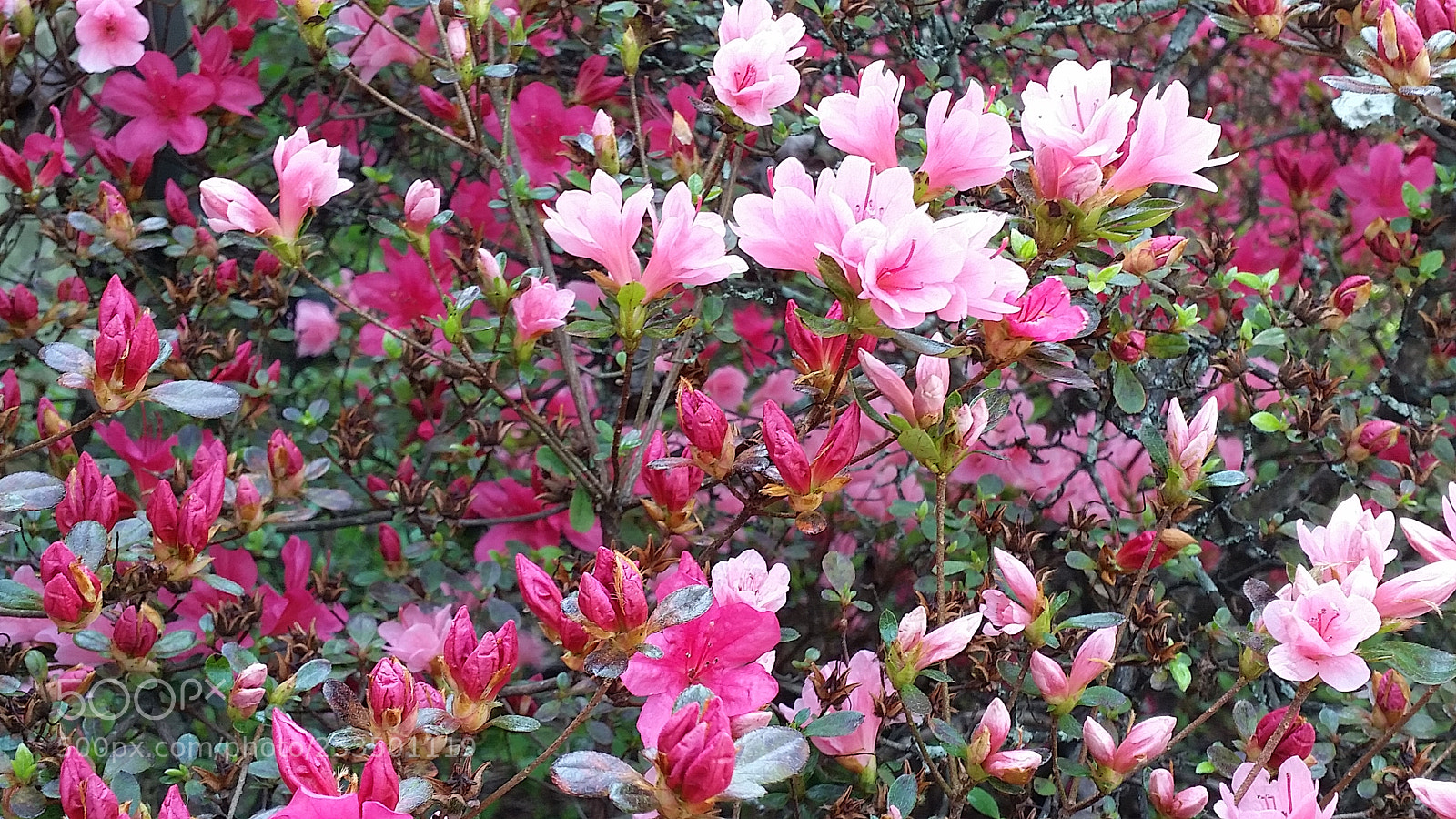 Samsung Galaxy S5 sample photo. Officially spring! photography