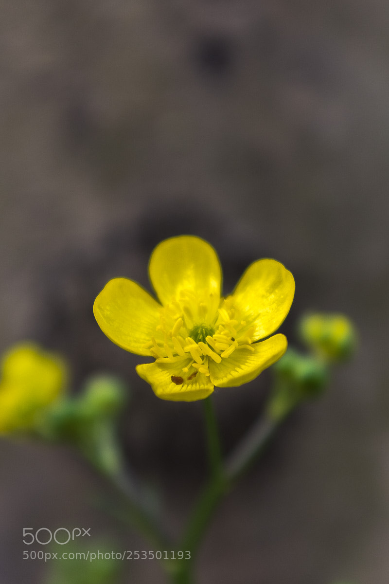 Fujifilm X100T sample photo. Yellow beauty photography