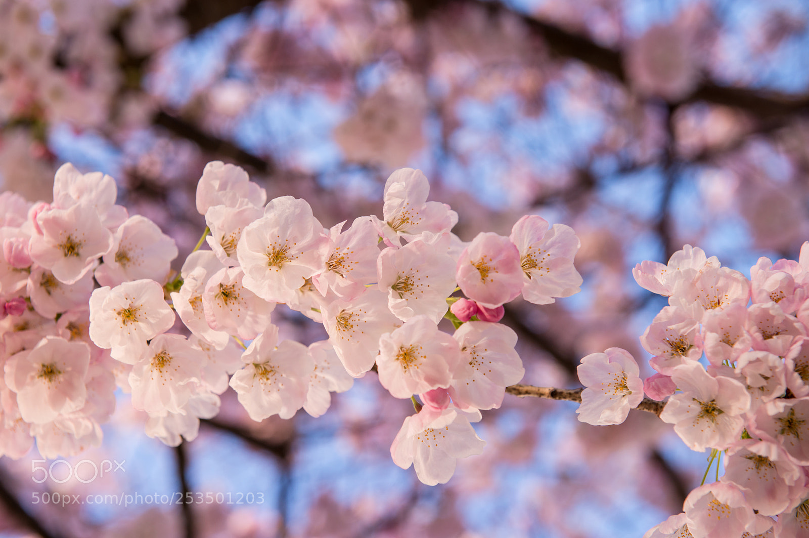 Nikon D800 sample photo. Cherry blossoms photography