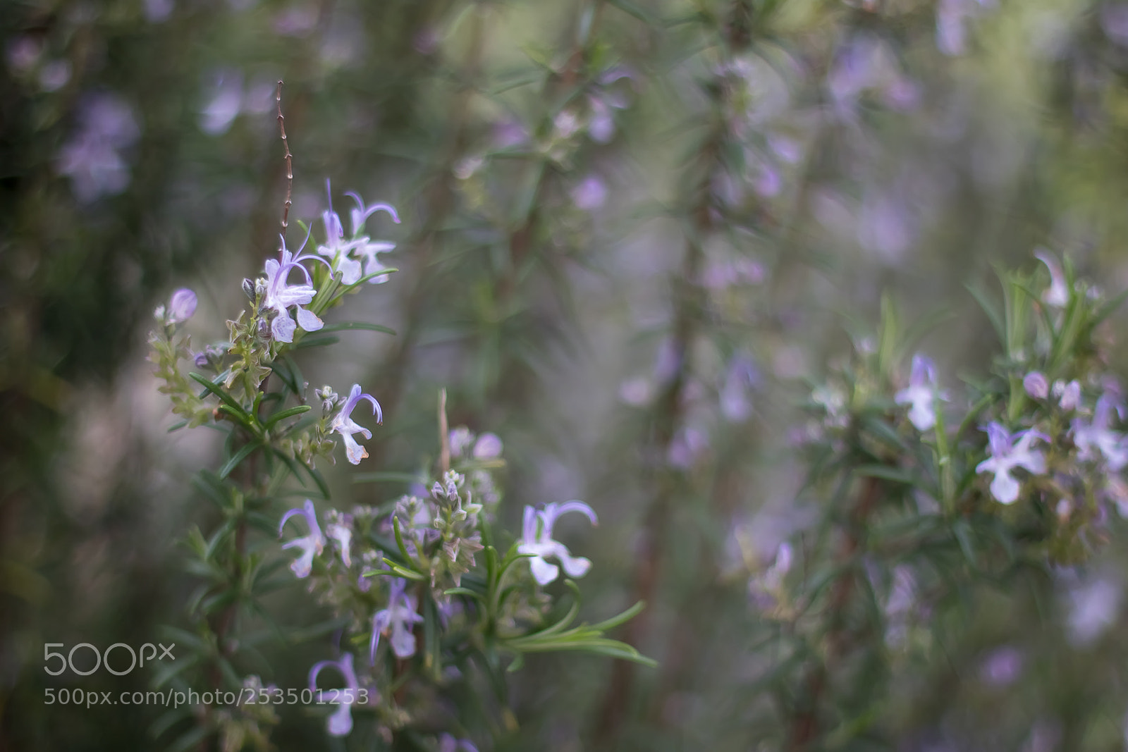 Canon EOS 80D sample photo. Rosmarinus officinalis photography
