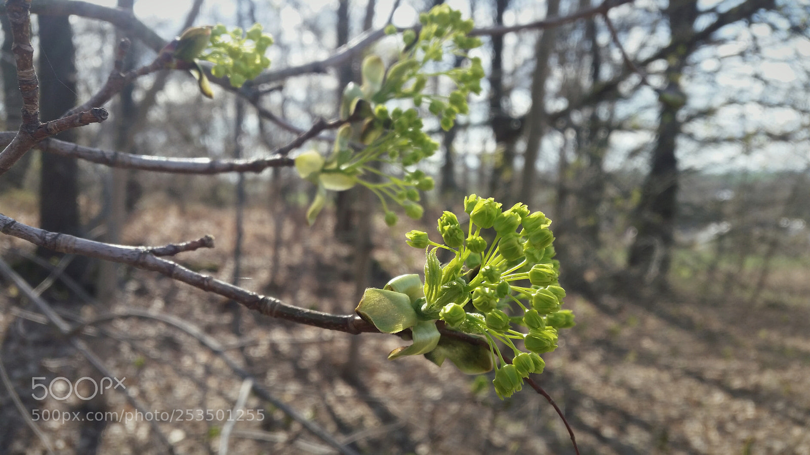 Samsung Galaxy S5 sample photo. Spring is here .... photography