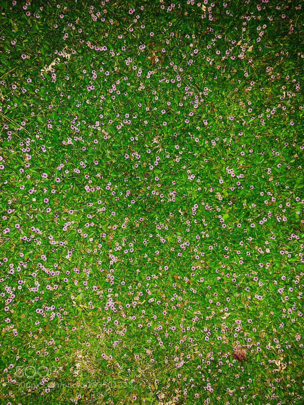 Apple iPhone X sample photo. Untitled photography