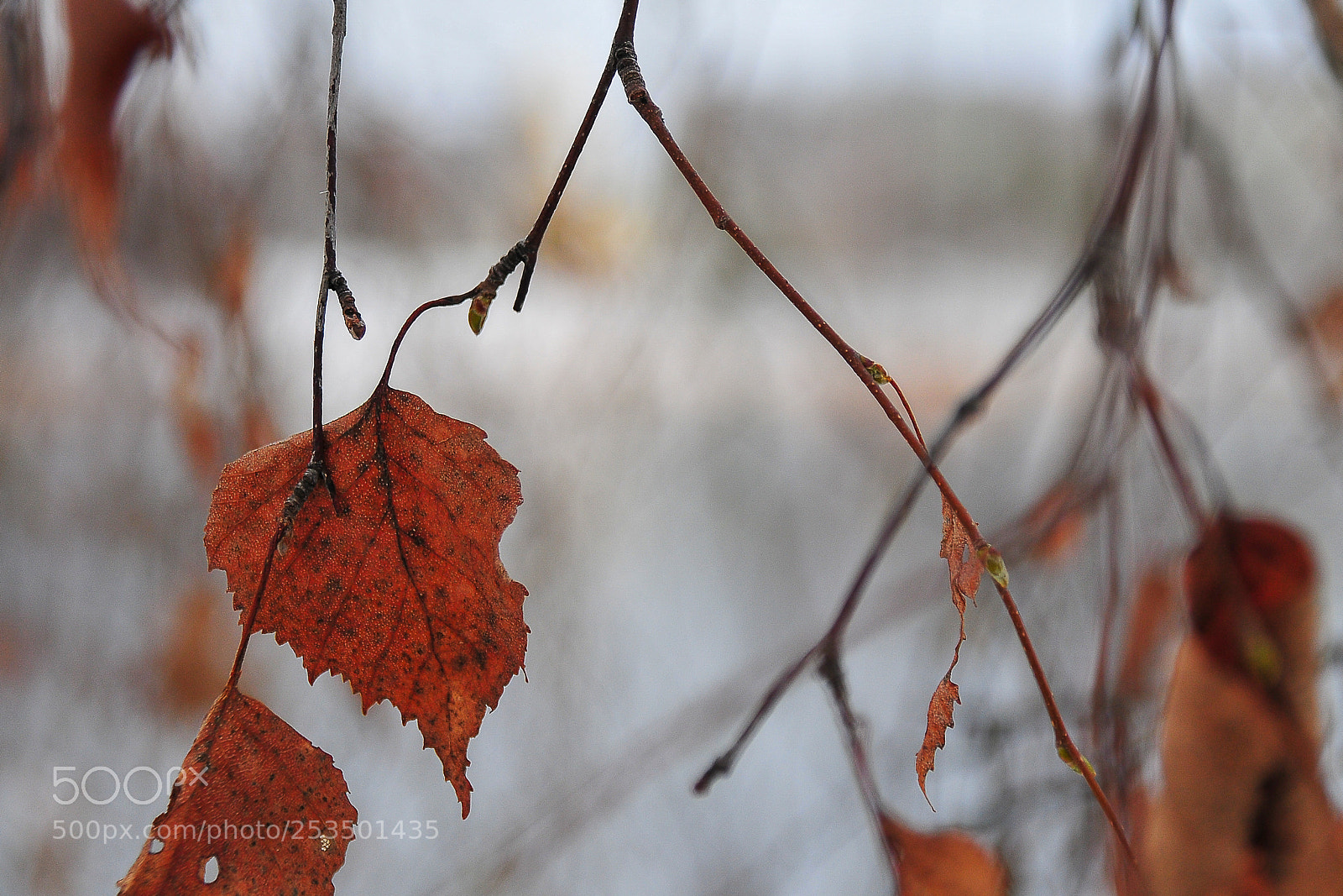 Nikon D300 sample photo. Winter is coming photography