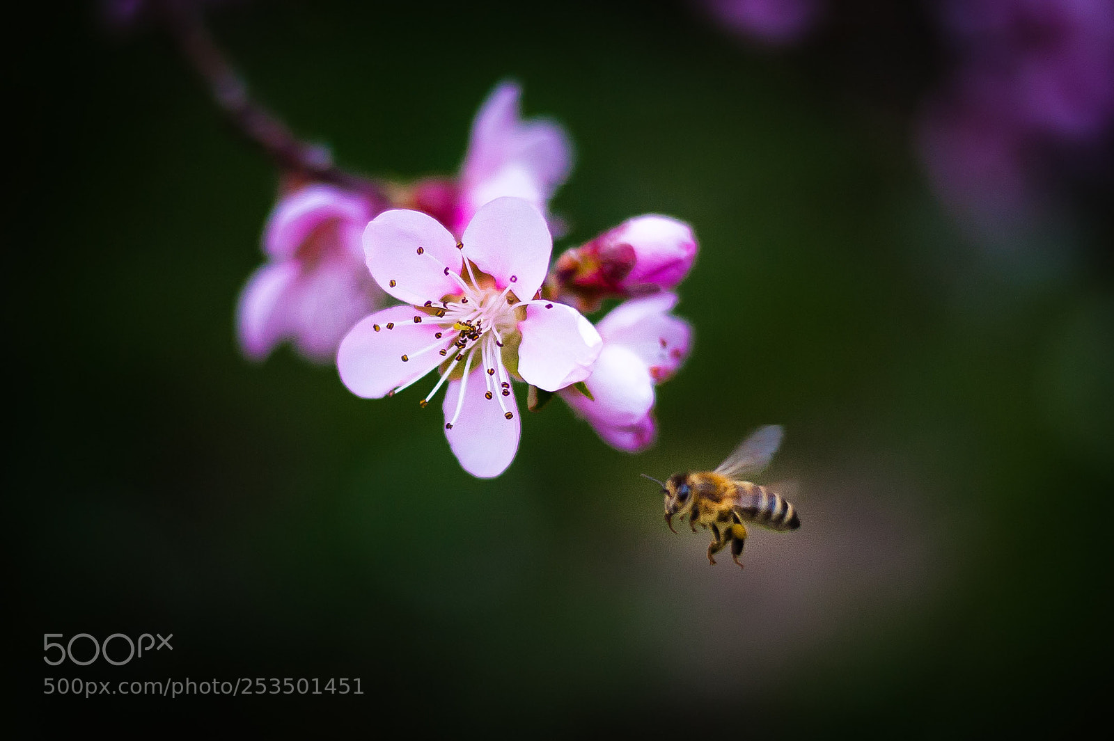Nikon D700 sample photo. Honey b photography