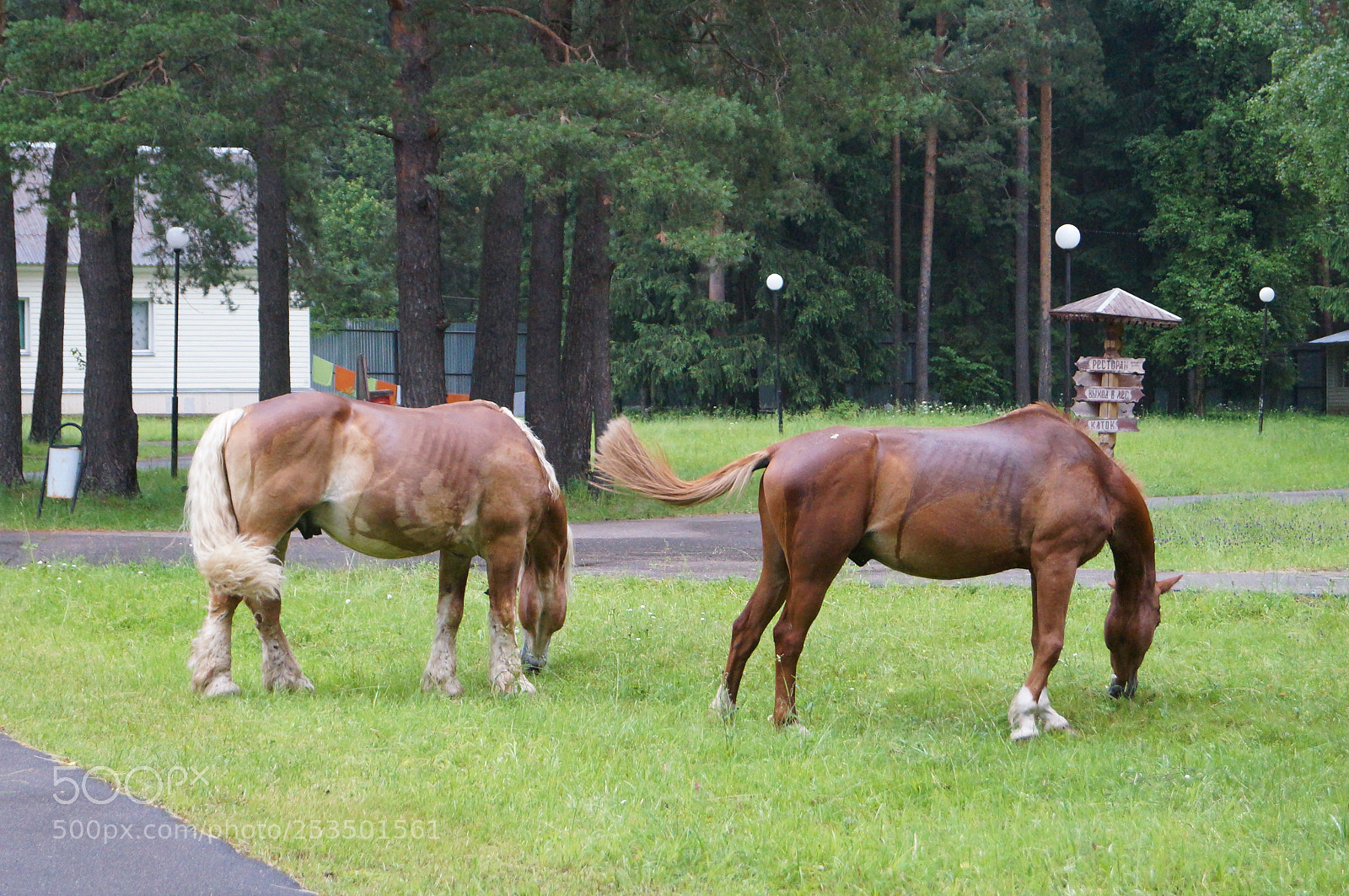 Sony SLT-A57 sample photo. Untitled photography
