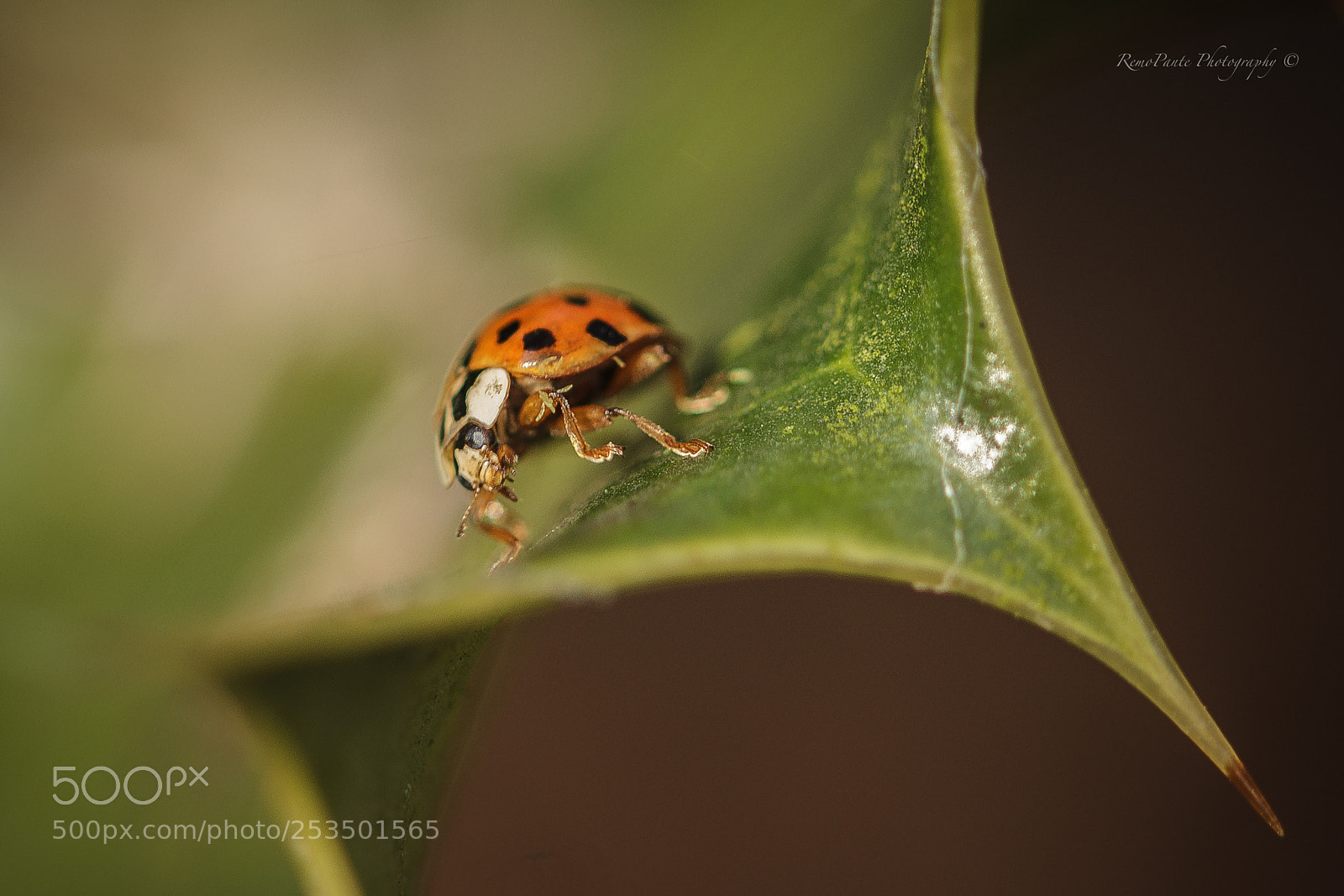 Canon EOS 7D sample photo. A bugs life photography