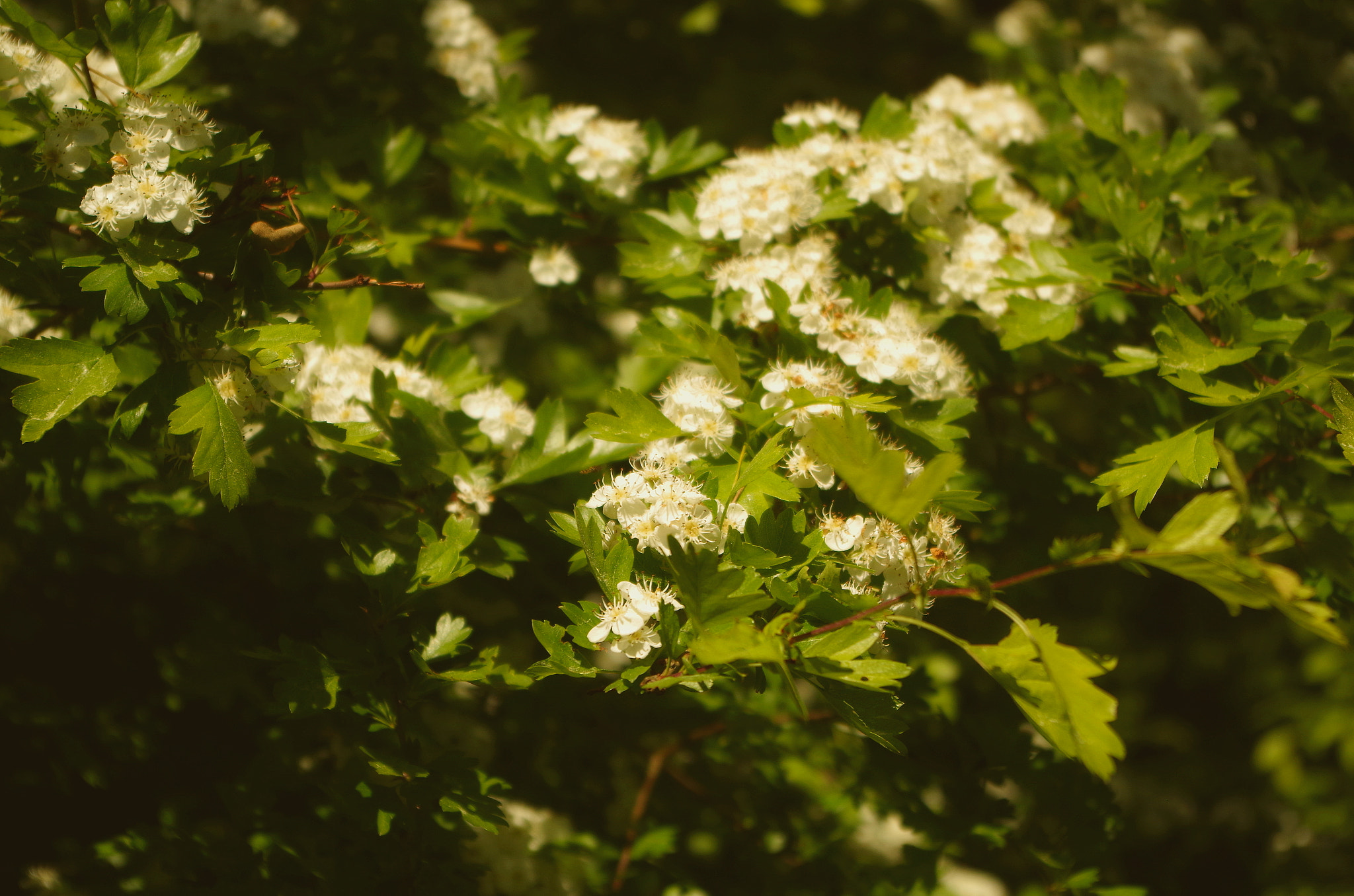 Pentax K-500 sample photo. ..._18 photography