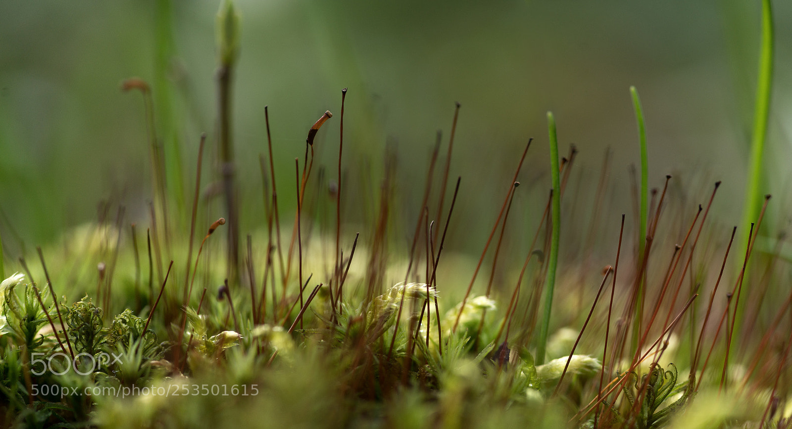 Sony a7R II sample photo. Microworld photography