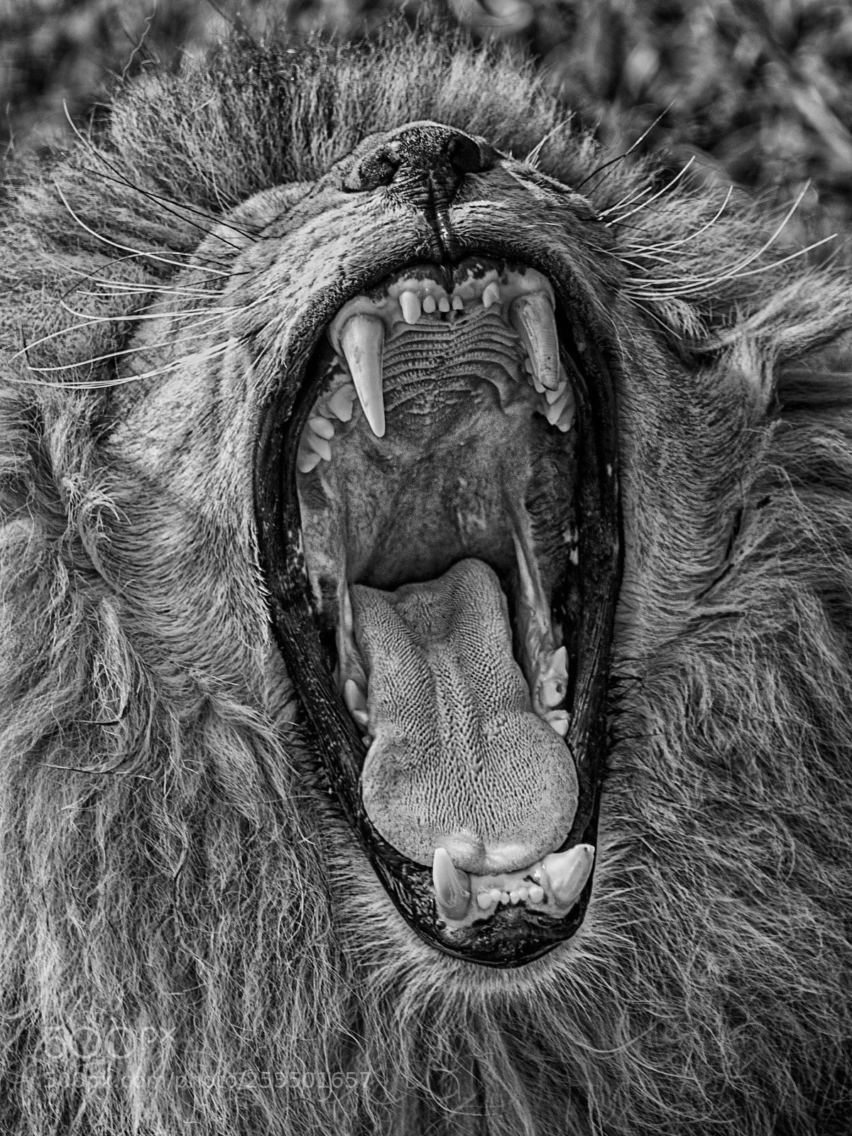 Canon EOS 80D sample photo. Bocazas - big mouth photography