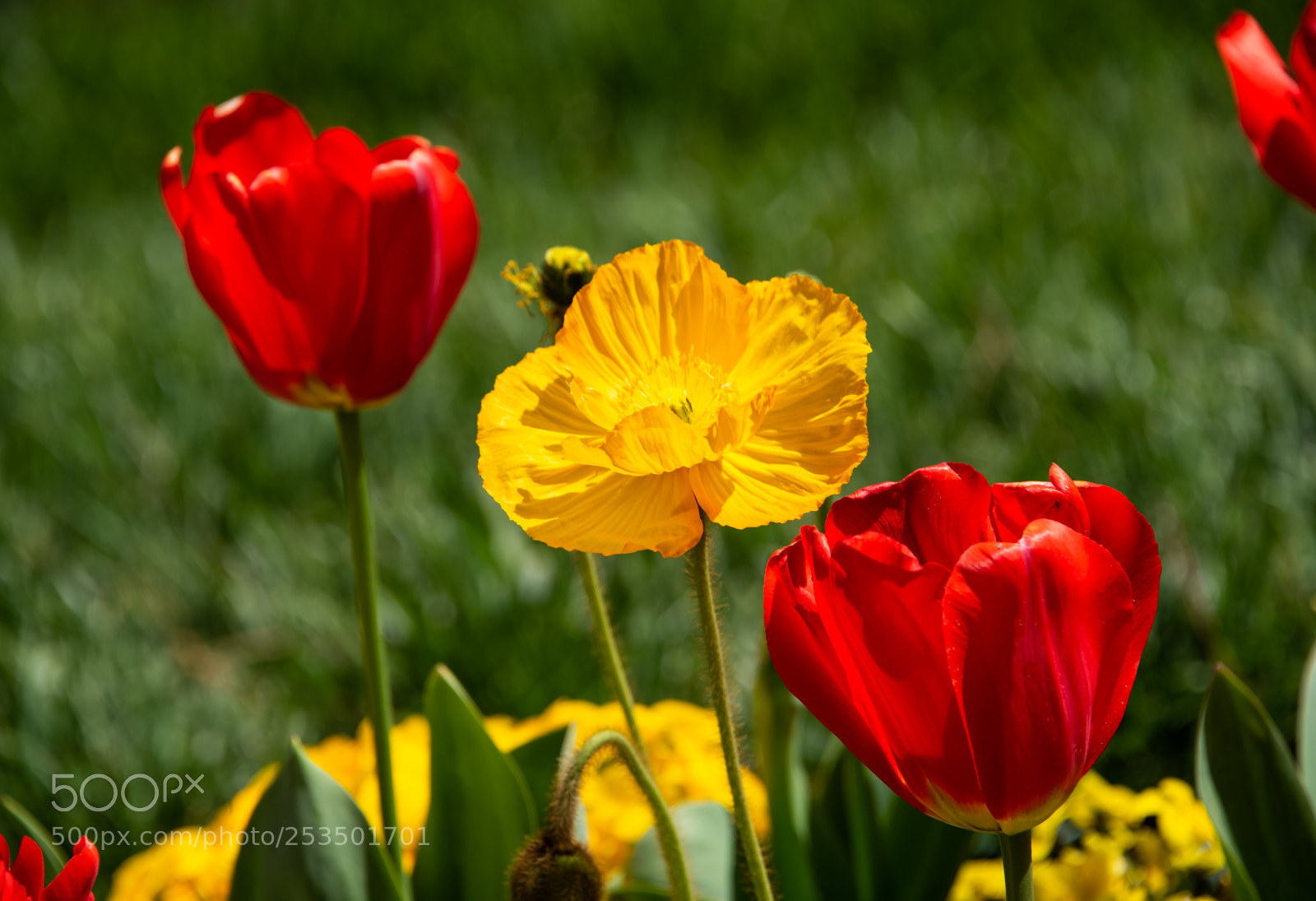 Nikon D810 sample photo. Gibbs tulips photography