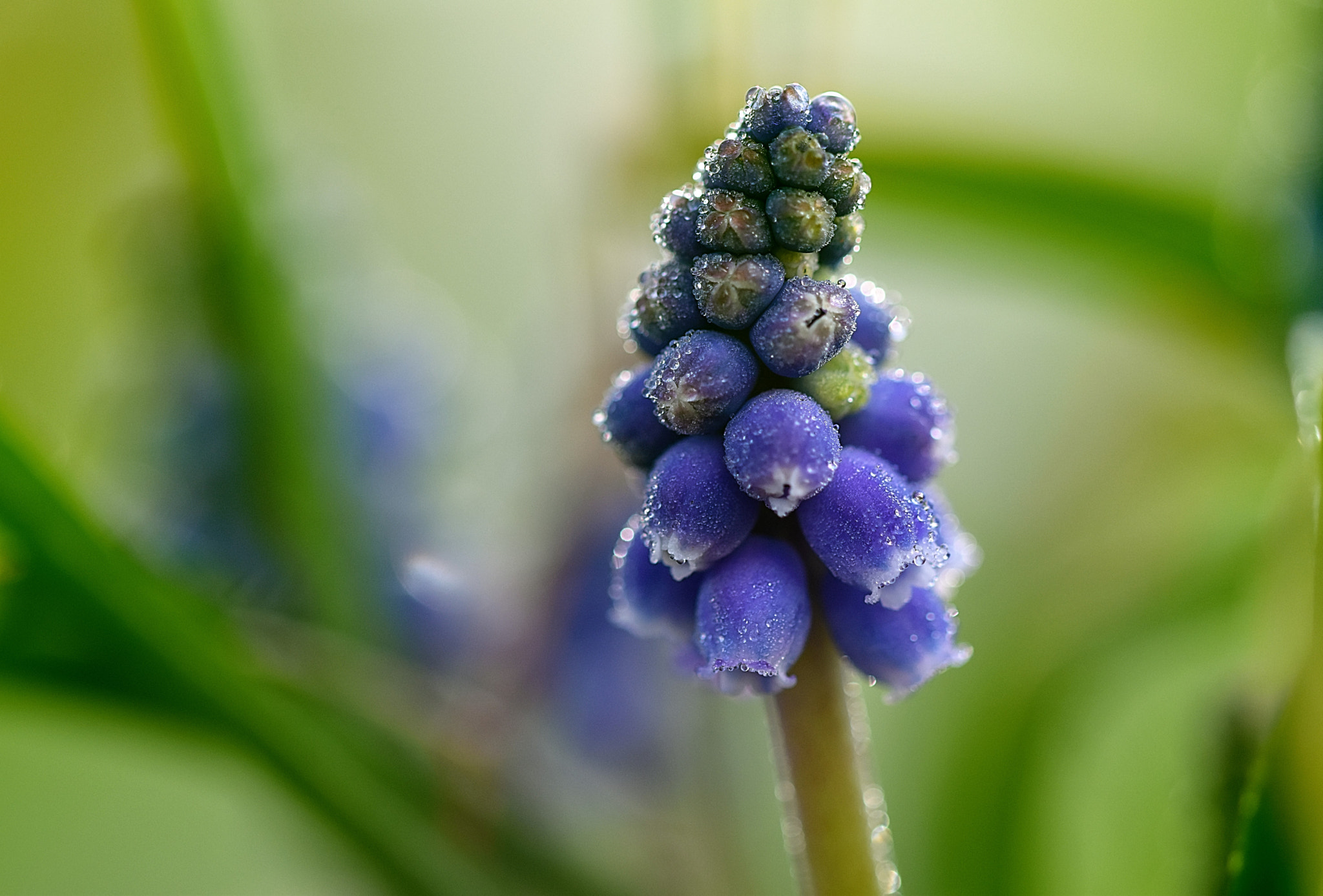 Sigma 105mm F2.8 EX DG OS HSM sample photo. Frost photography