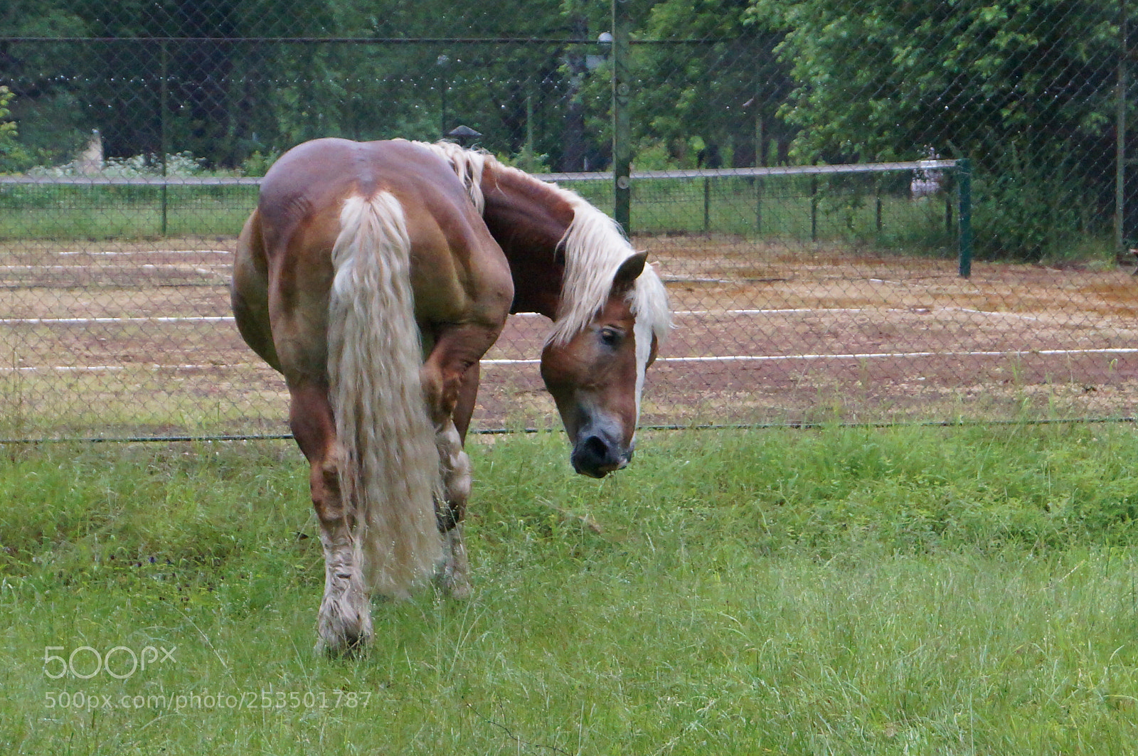 Sony SLT-A57 sample photo. Untitled photography