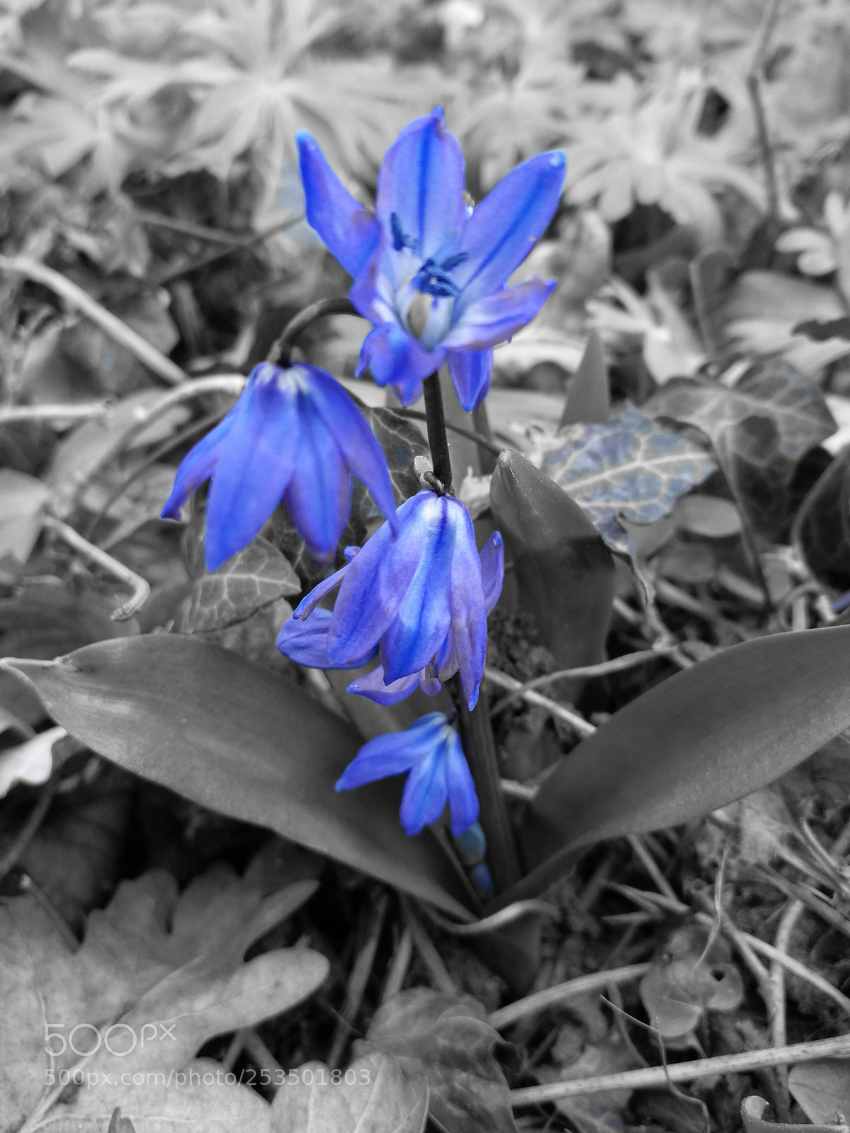 HUAWEI P10 sample photo. Untitled photography