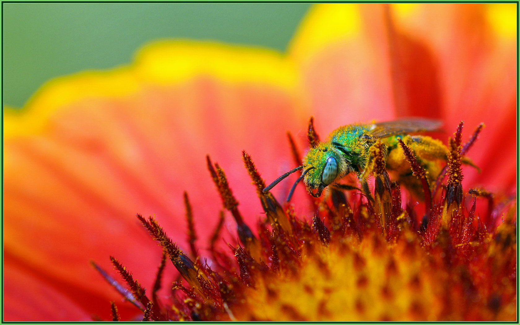 Sigma 105mm F2.8 EX DG OS HSM sample photo. Green bees are back photography