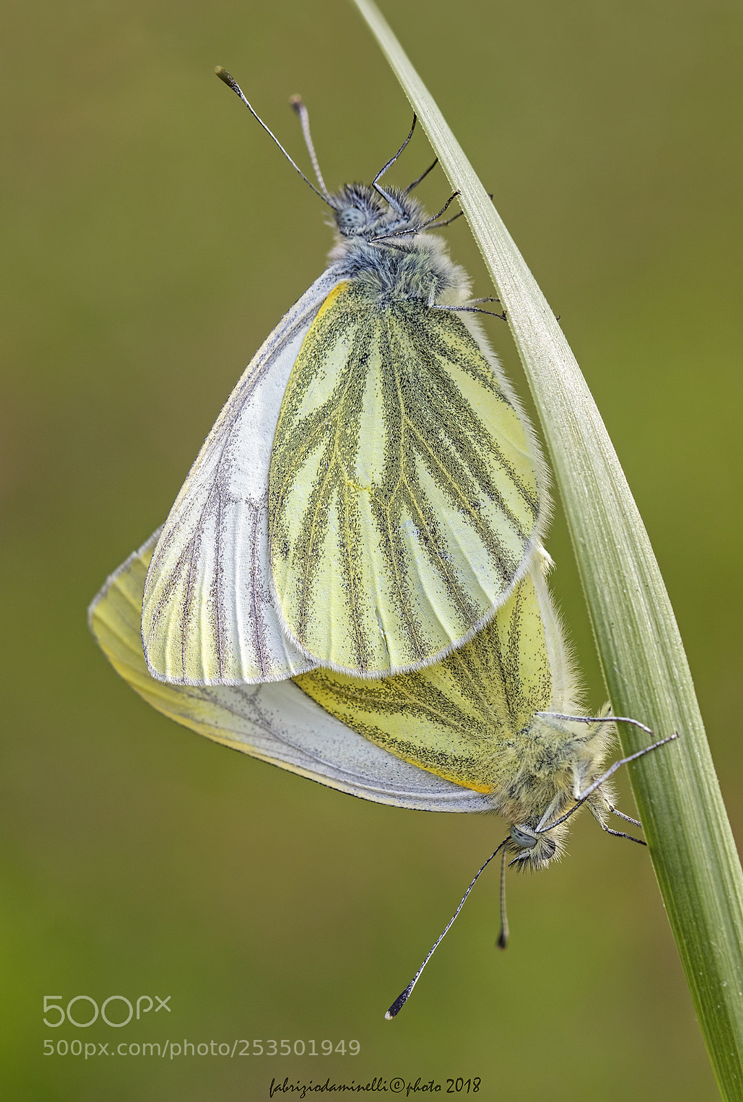 Canon EOS 7D Mark II sample photo. Green-veined white  - mating photography