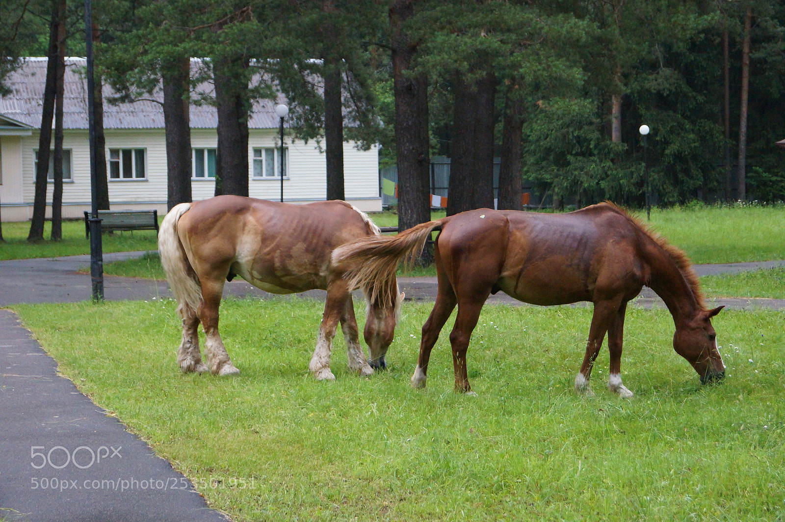 Sony SLT-A57 sample photo. Untitled photography