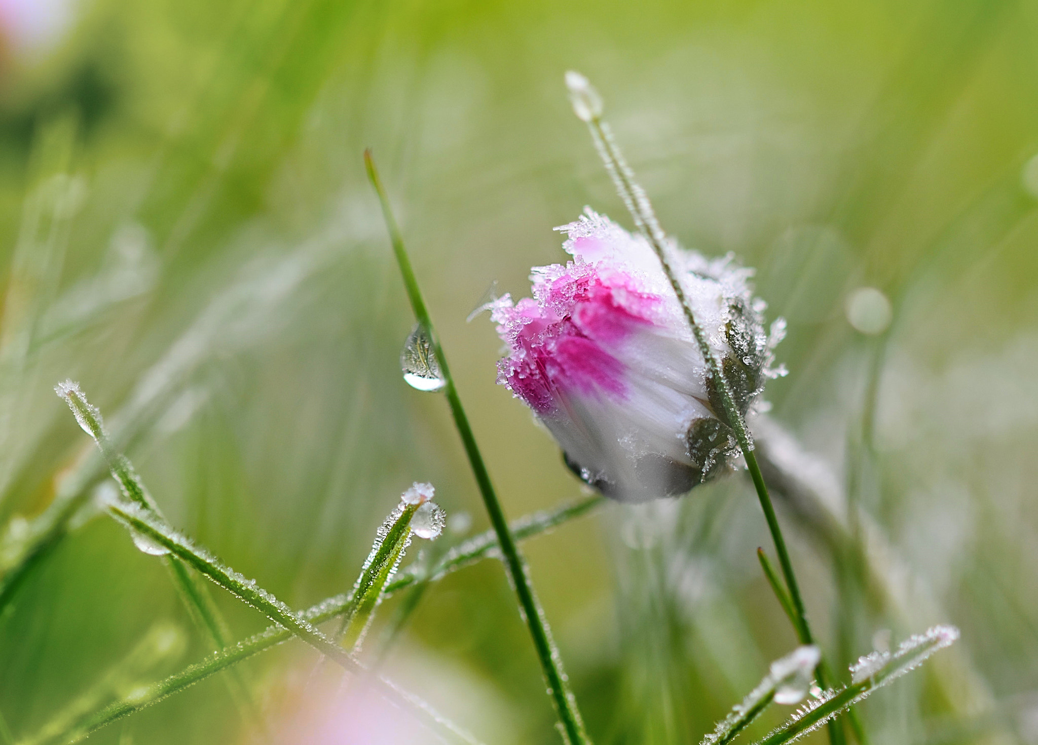 Sigma 105mm F2.8 EX DG OS HSM sample photo. Frost photography