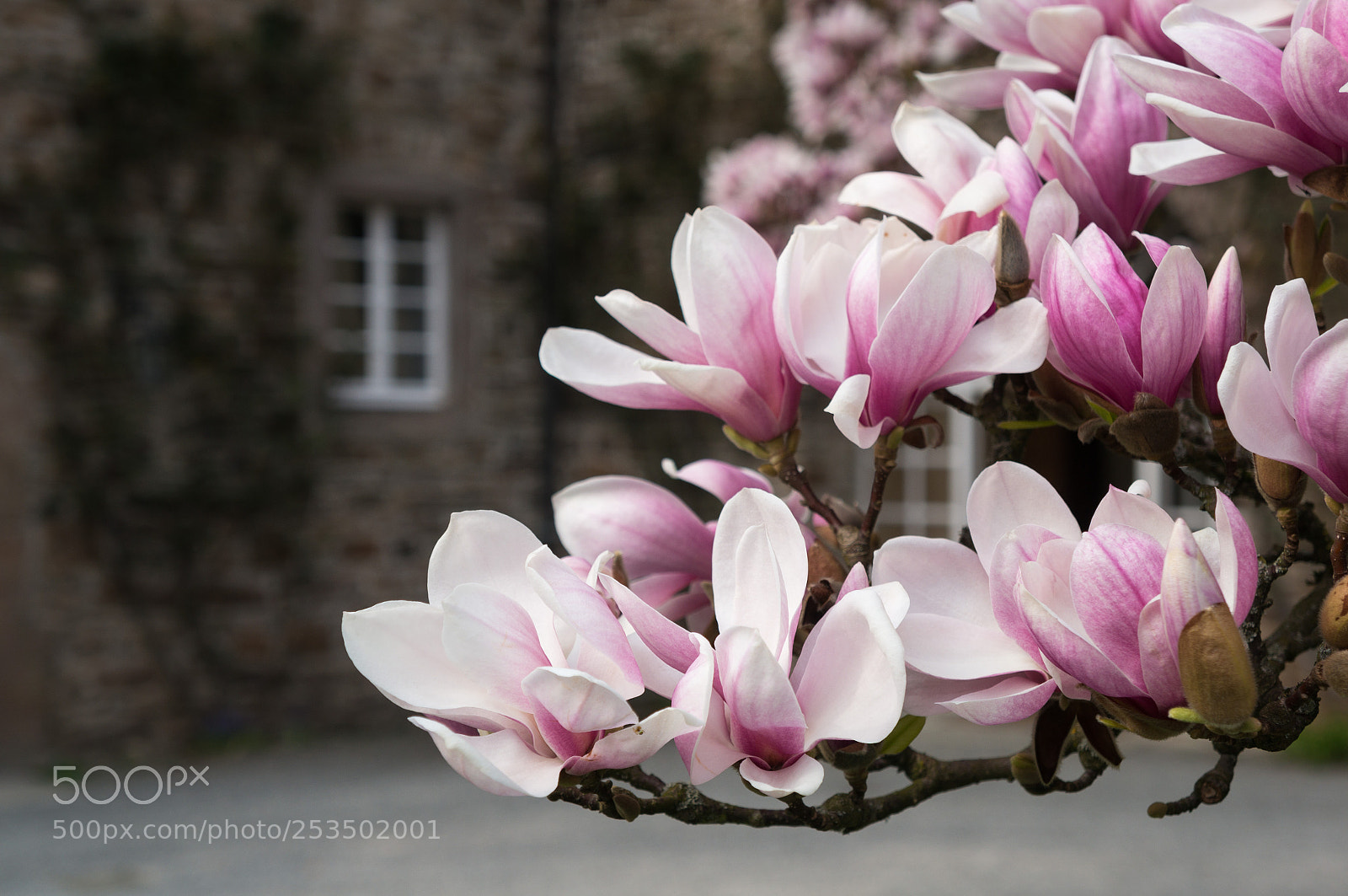 Sony Alpha NEX-6 sample photo. Magnolia photography