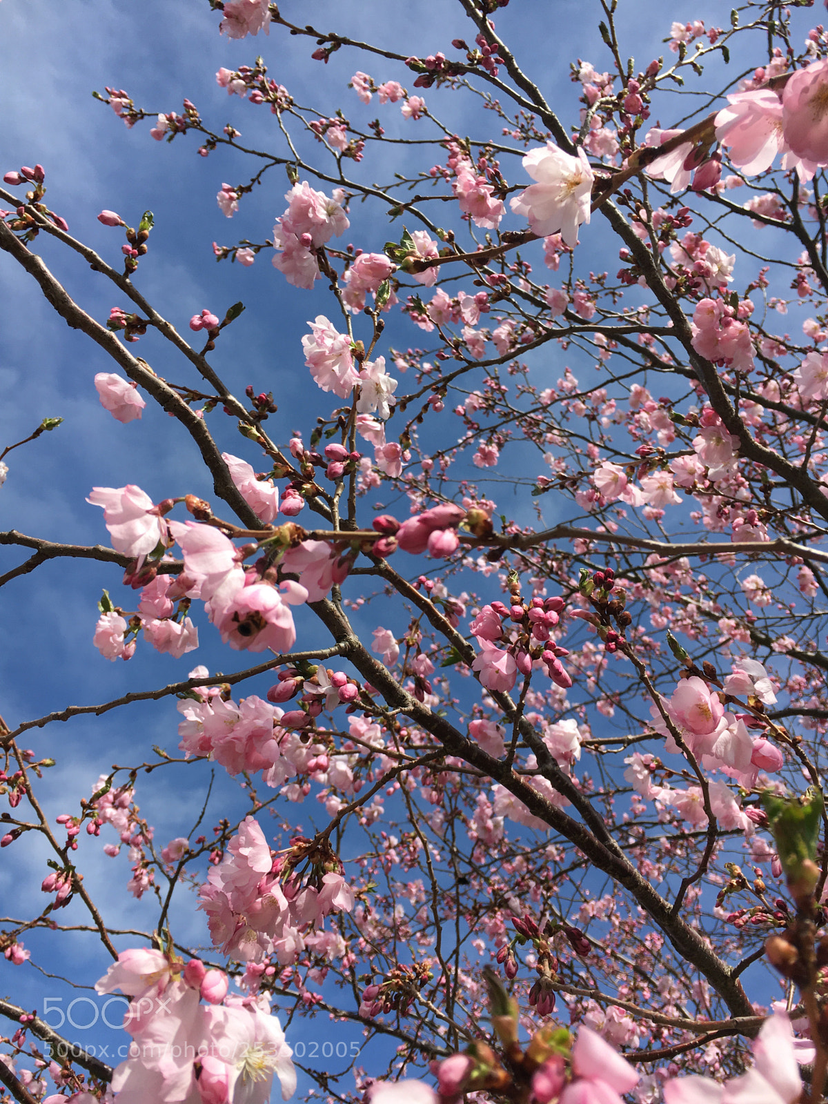 Apple iPhone 6s sample photo. Pink and blue photography