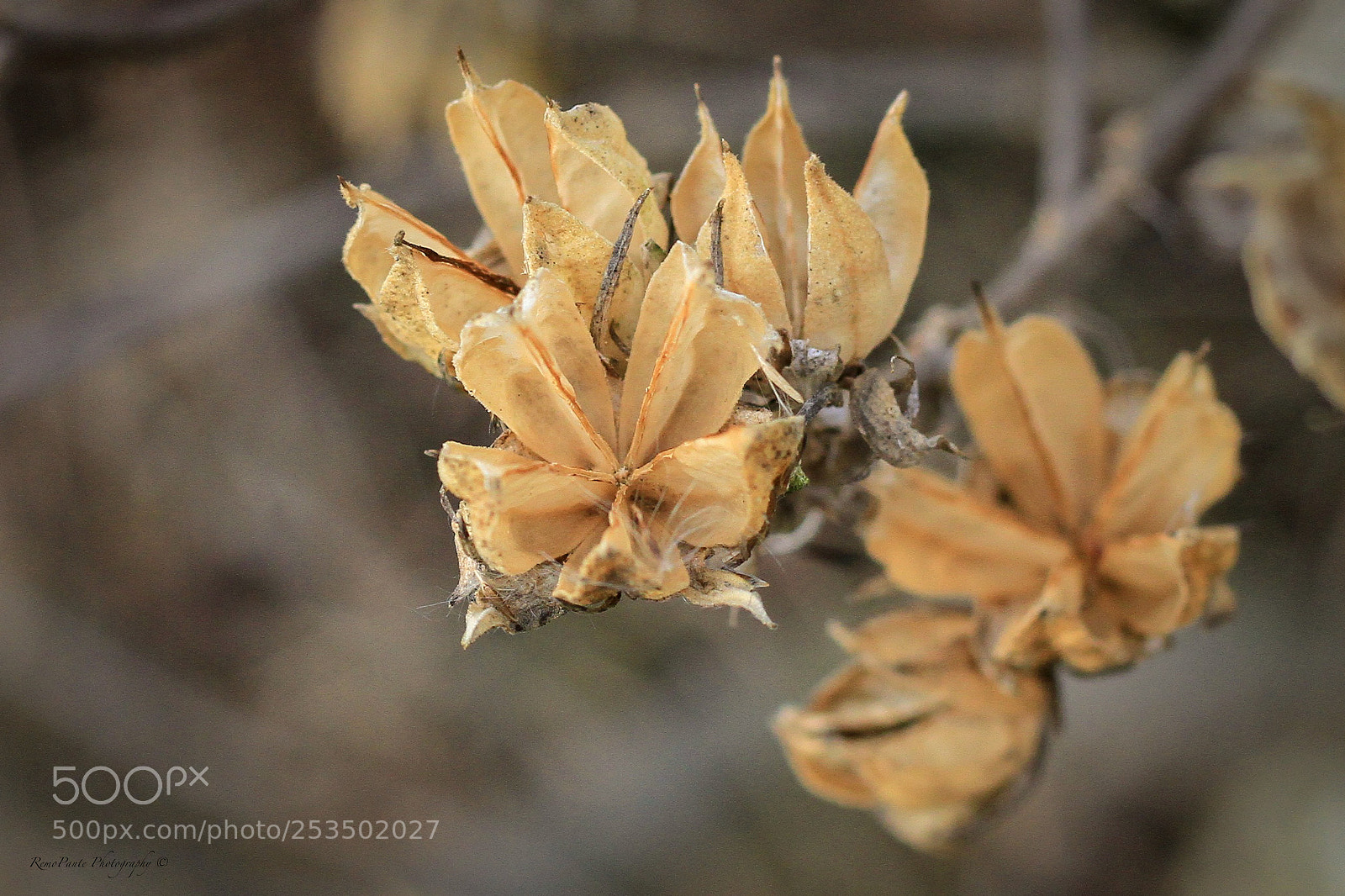 Canon EOS 7D sample photo. Stars photography