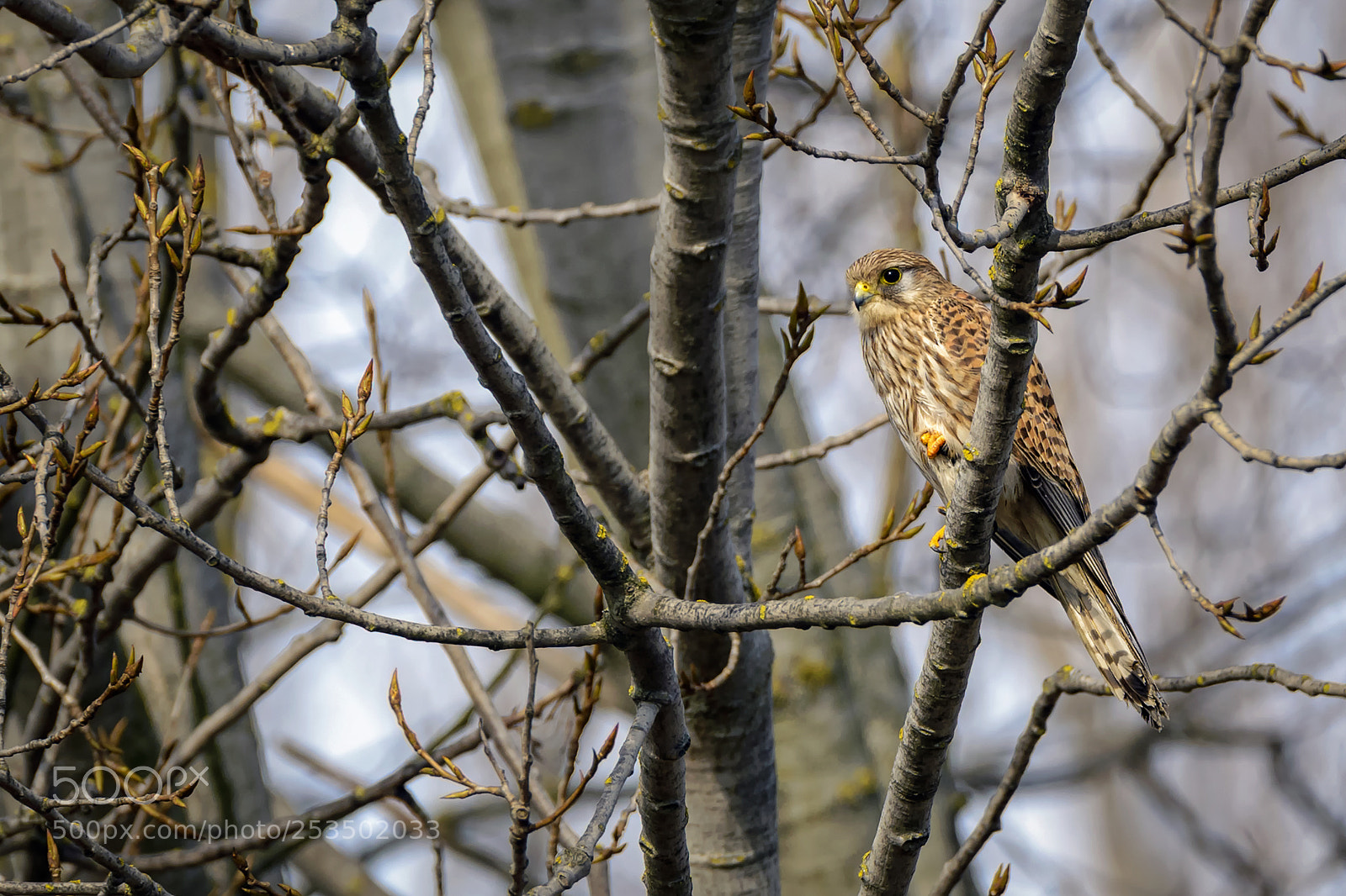 Nikon D610 sample photo. Common kestrel photography