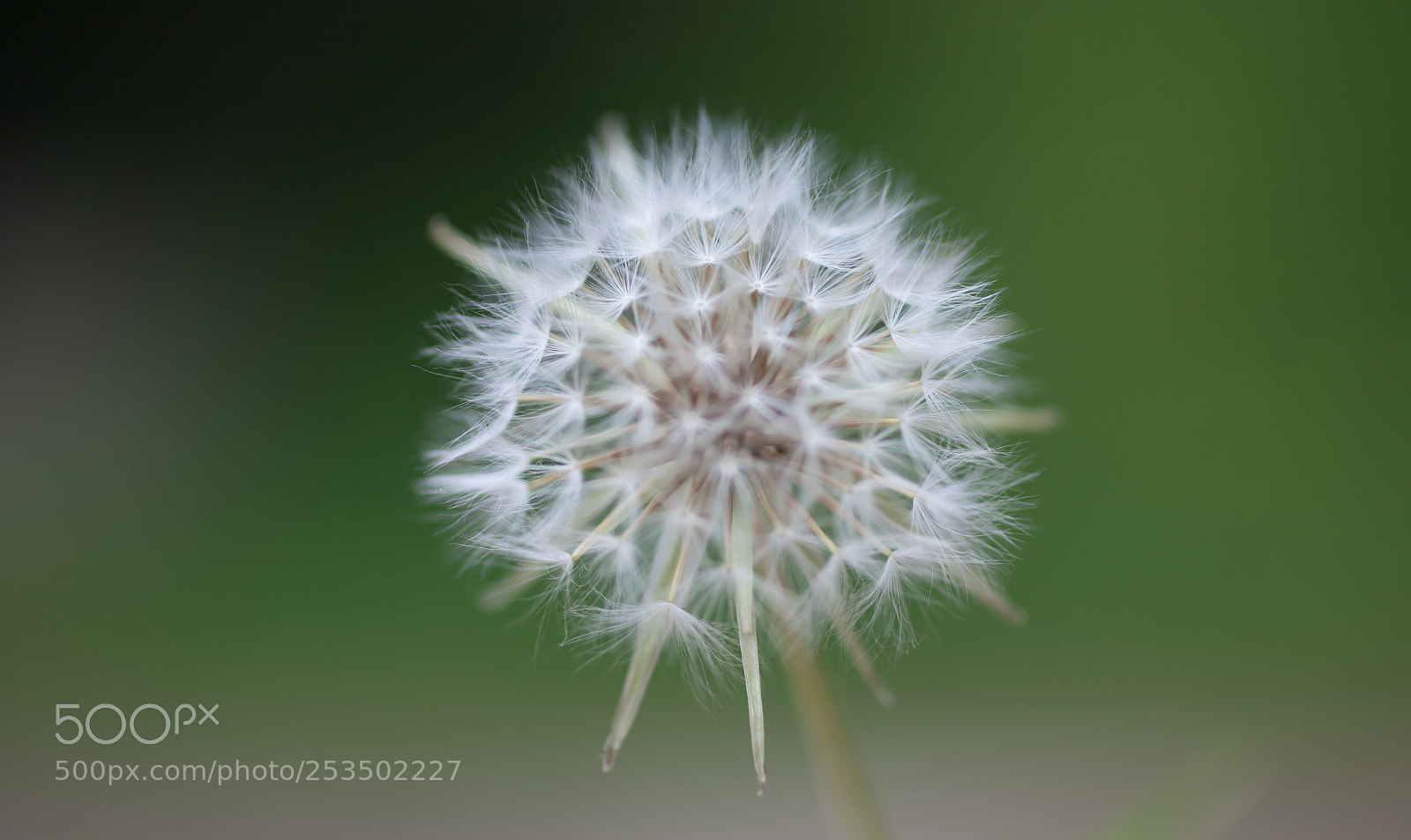 Canon EOS 5D Mark II sample photo. Dandelions photography