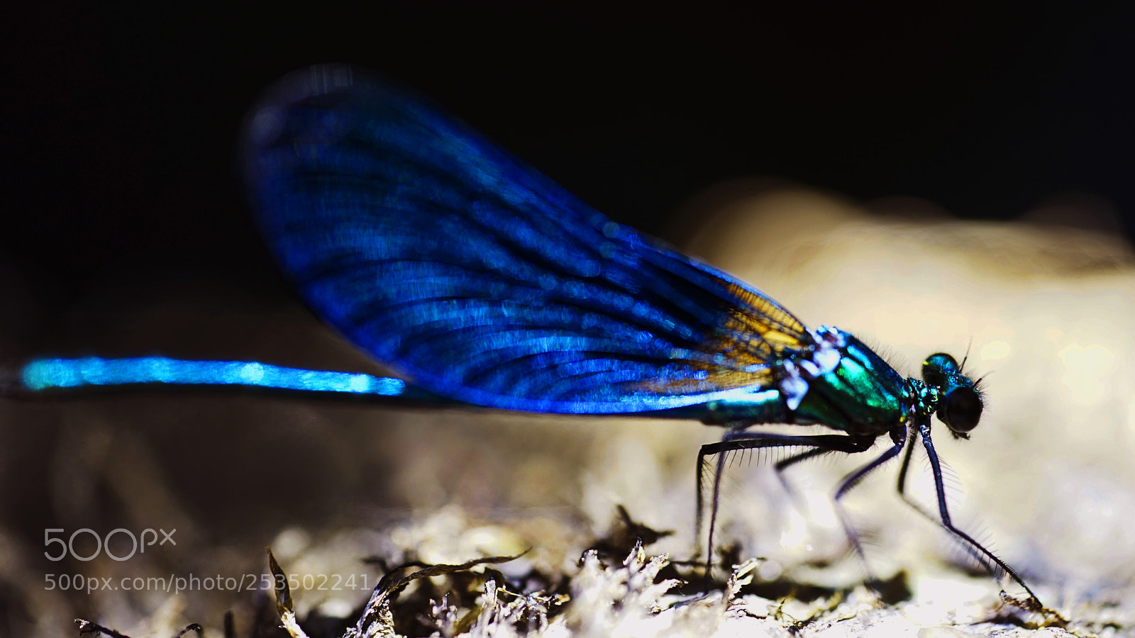 Sony a7 II sample photo. Libélula photography