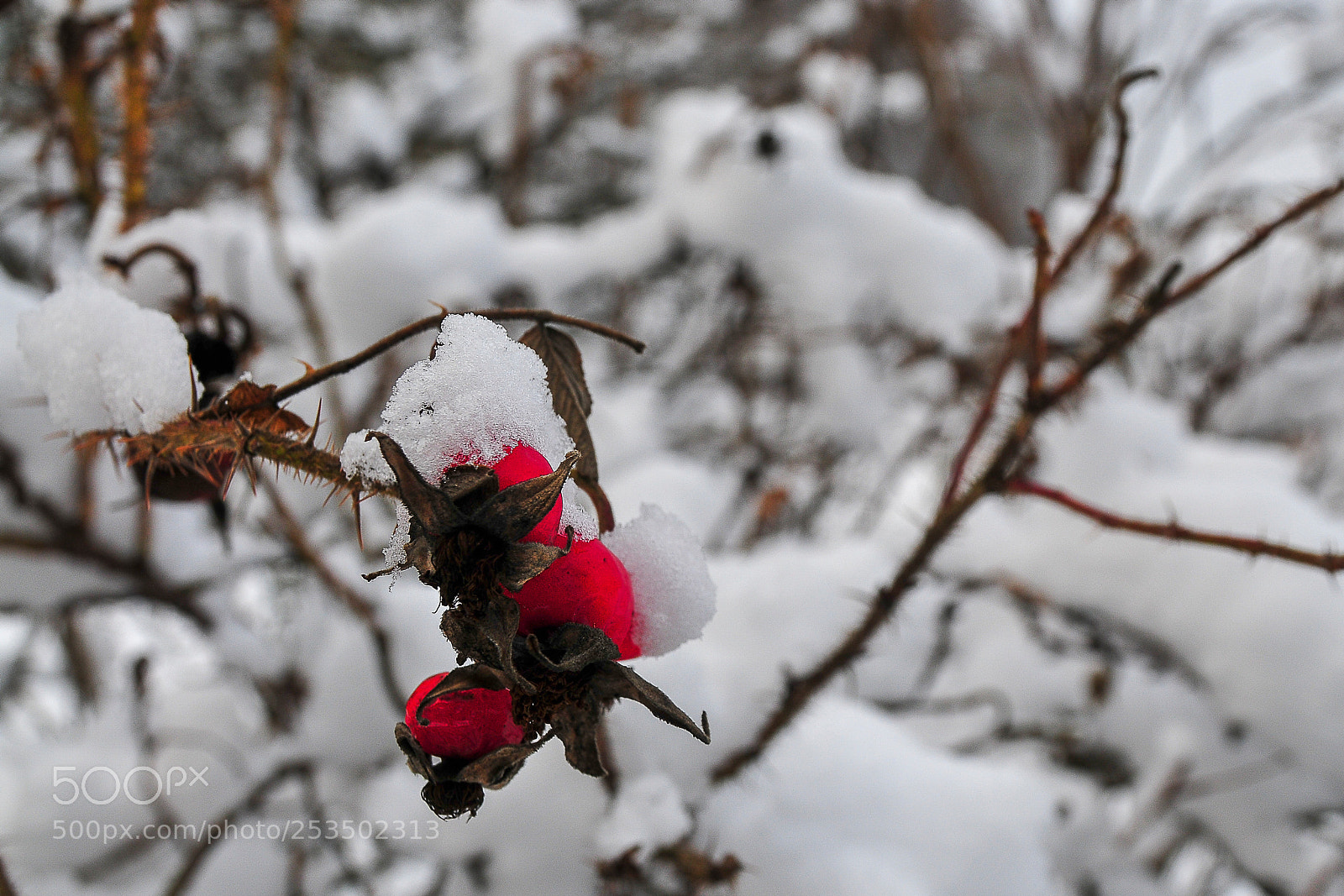 Nikon D300 sample photo. Winter sleep photography