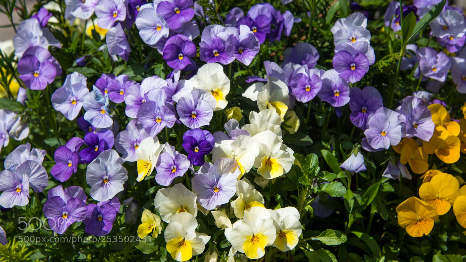 Nikon D810 sample photo. Gibbs pansies photography