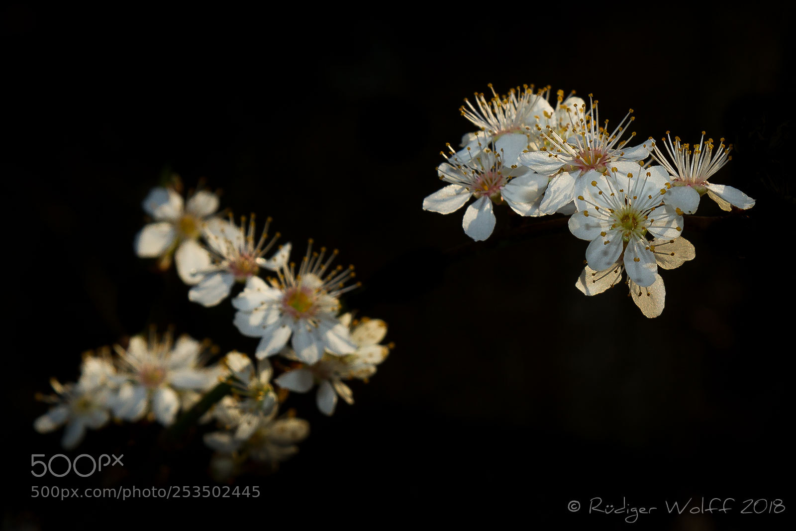 Canon EOS 7D sample photo. Zwetschge tree blossom photography