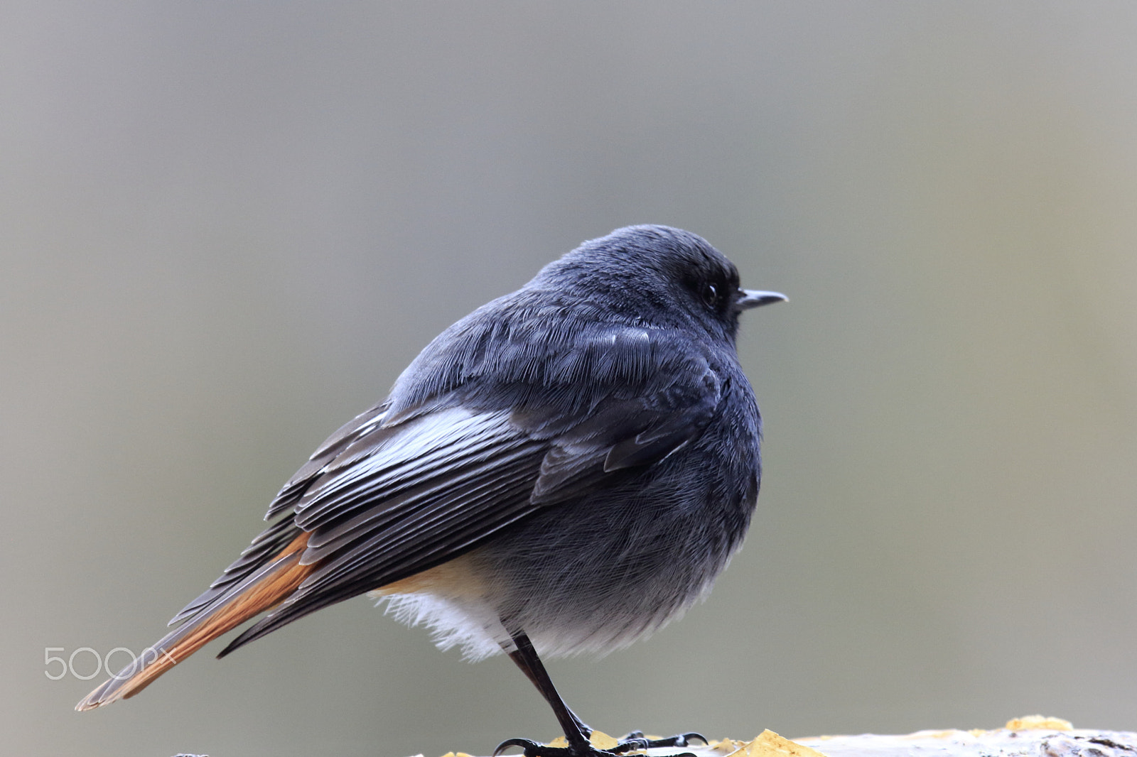 Canon EOS 60D + Canon EF 100-400mm F4.5-5.6L IS USM sample photo. Colirrojo tizón. black redstart photography