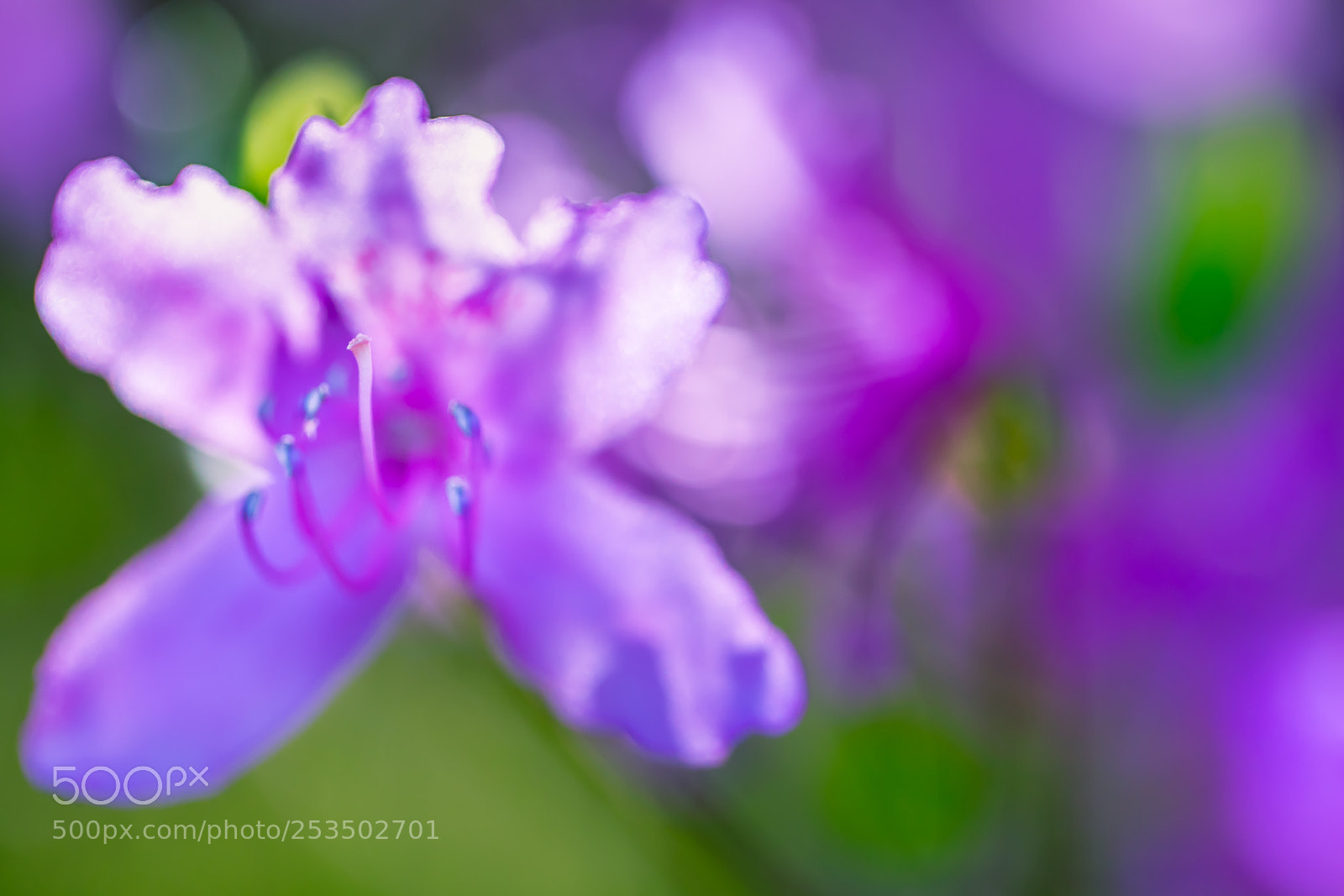 Canon EOS 5D Mark IV sample photo. Purple photography