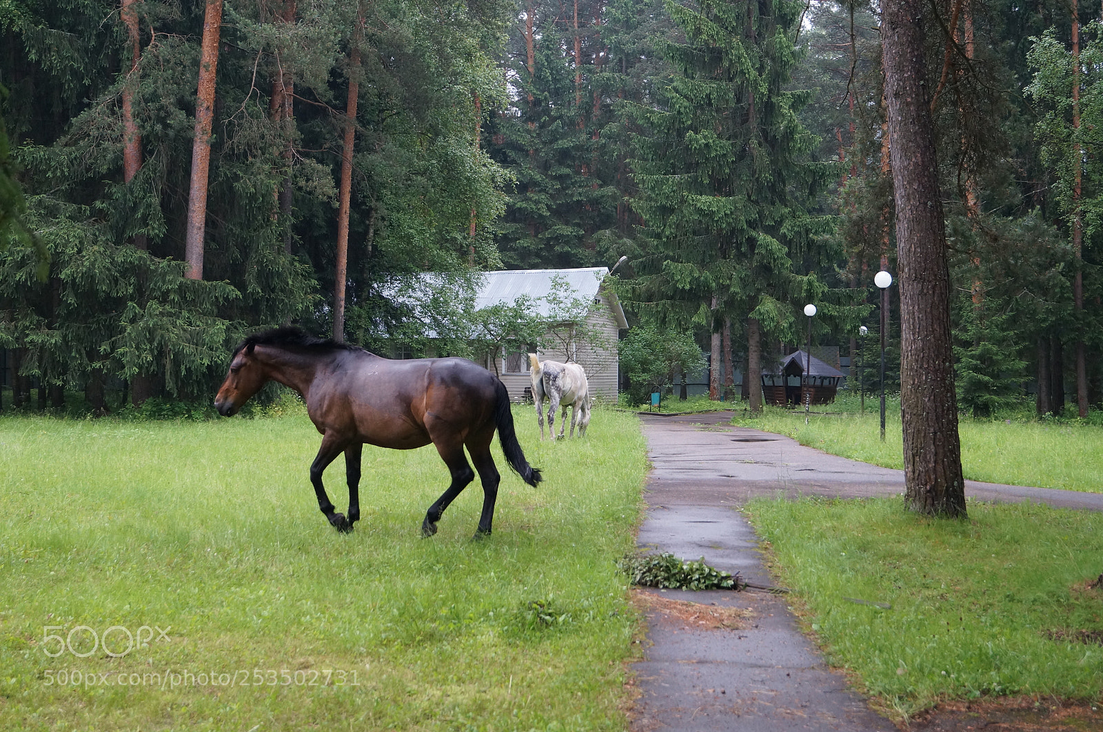 Sony SLT-A57 sample photo. Untitled photography