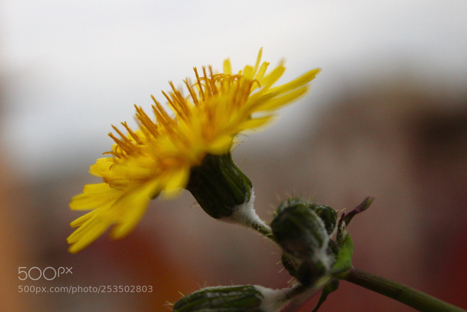 Canon EOS 1200D (EOS Rebel T5 / EOS Kiss X70 / EOS Hi) sample photo. Welcome spring! photography