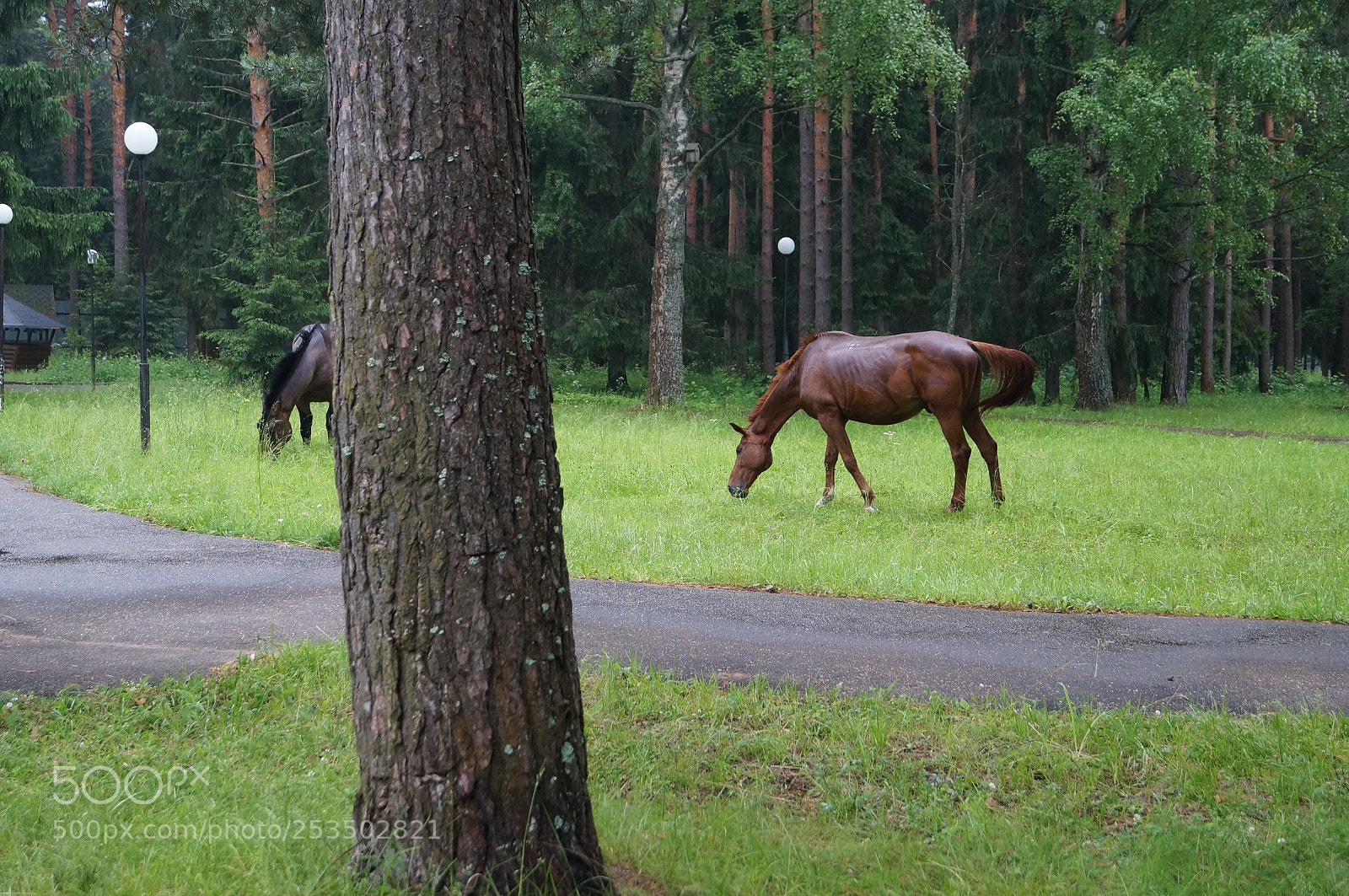 Sony SLT-A57 sample photo. Untitled photography