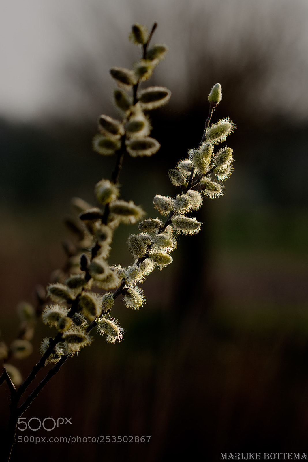 Canon EOS 80D sample photo. Spring photography