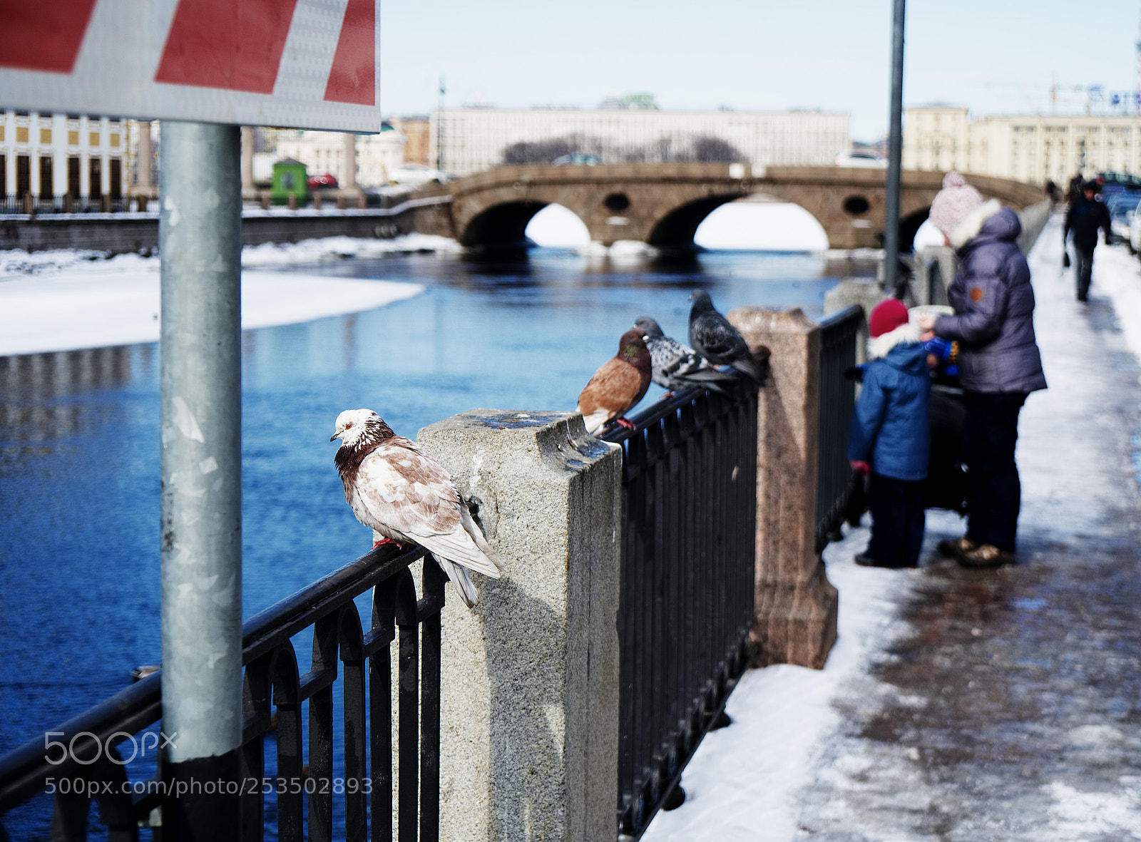 Sony a6300 sample photo. Pigeon photography
