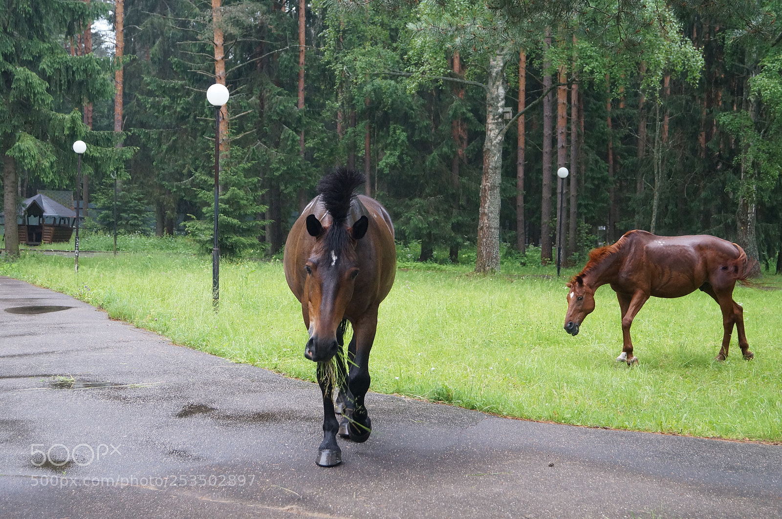 Sony SLT-A57 sample photo. Untitled photography