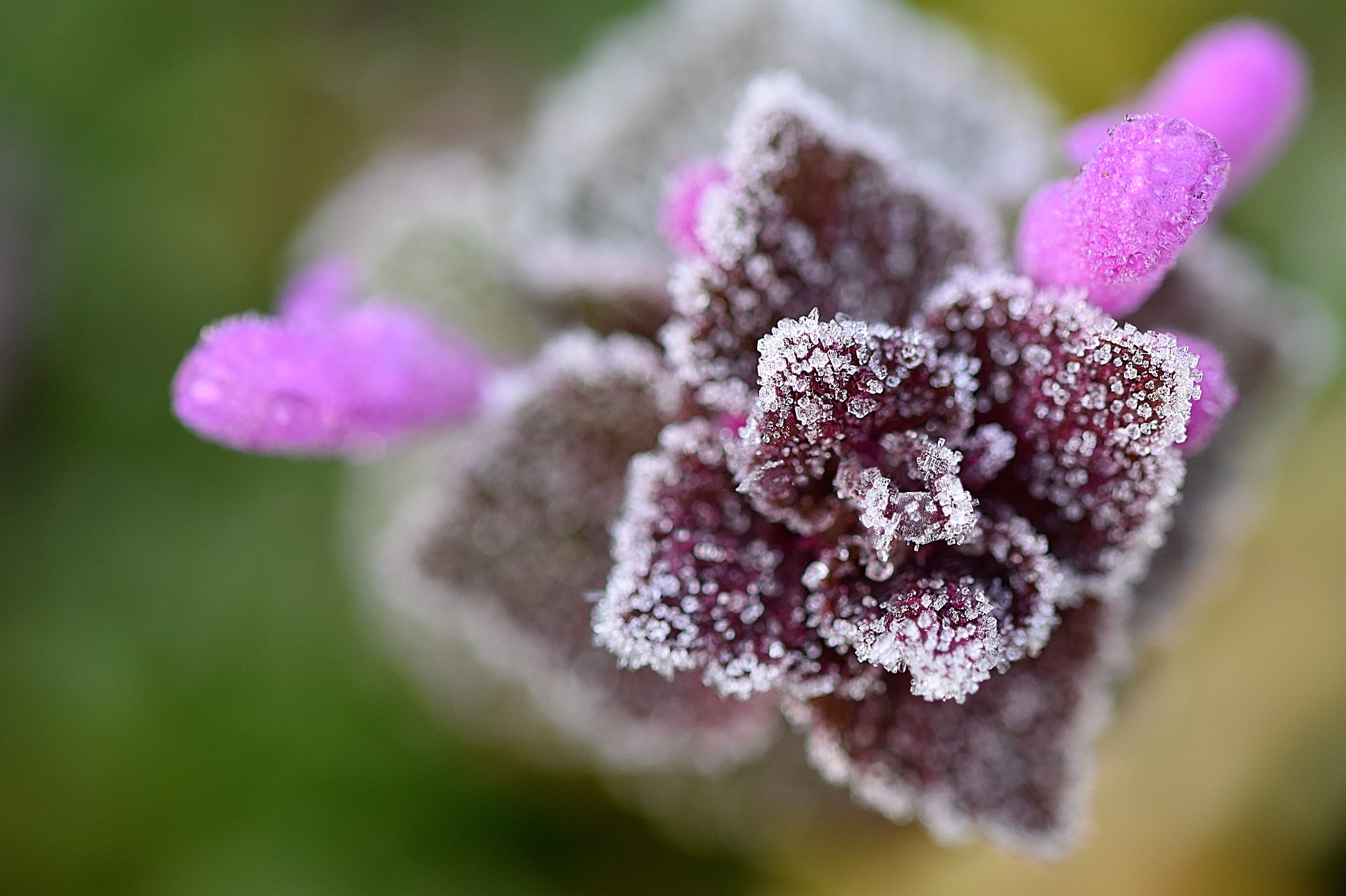 Sigma 105mm F2.8 EX DG OS HSM sample photo. Frost photography