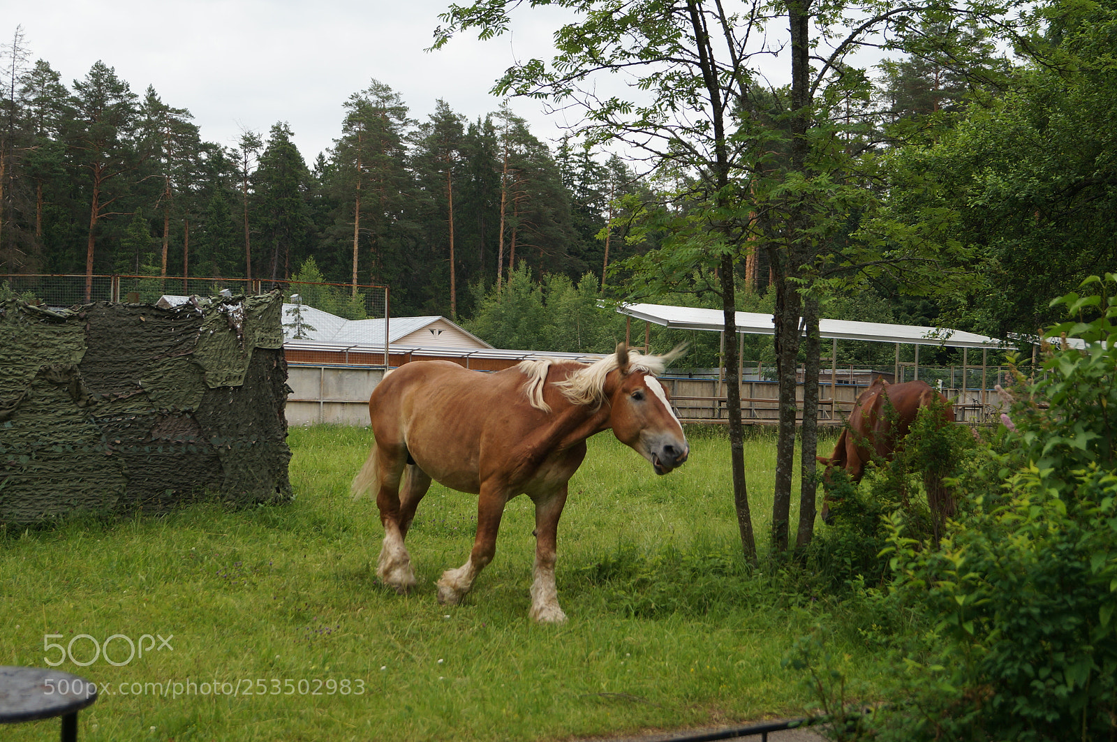 Sony SLT-A57 sample photo. Untitled photography
